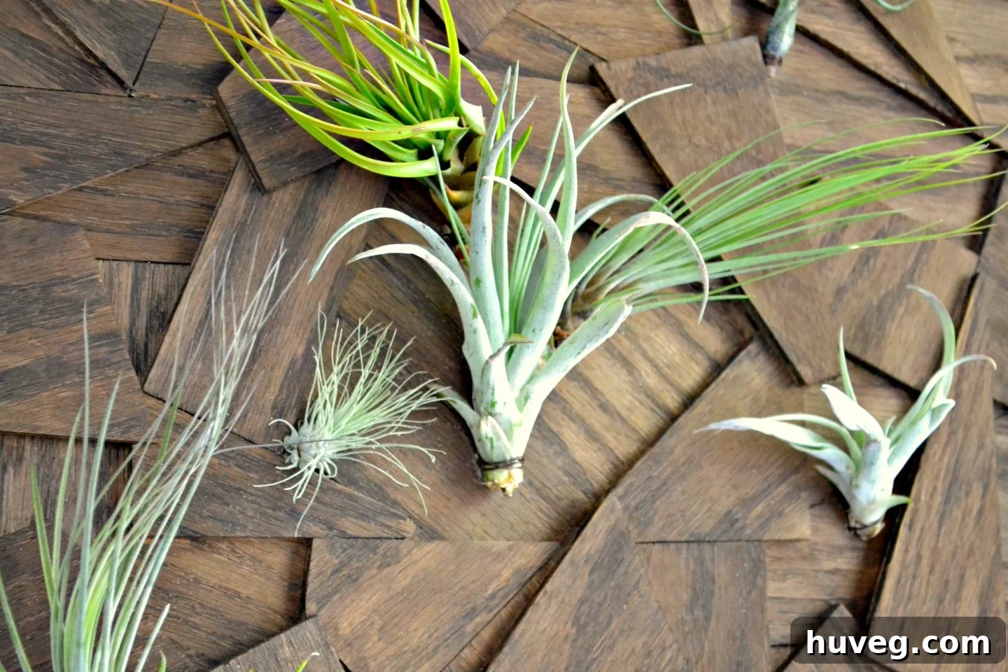 closeup diy air plant wall art
