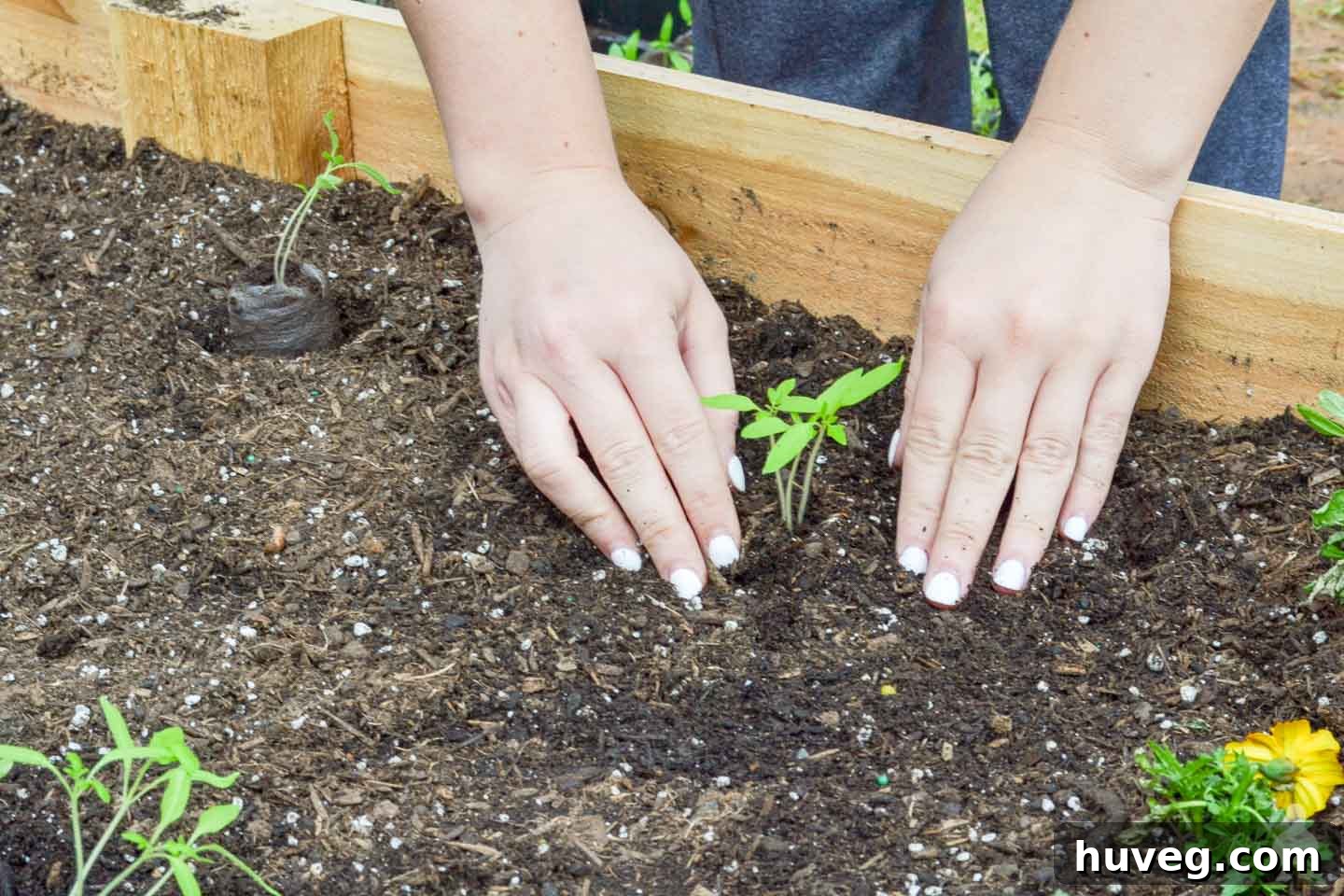 closeup of hands digging into garden soil