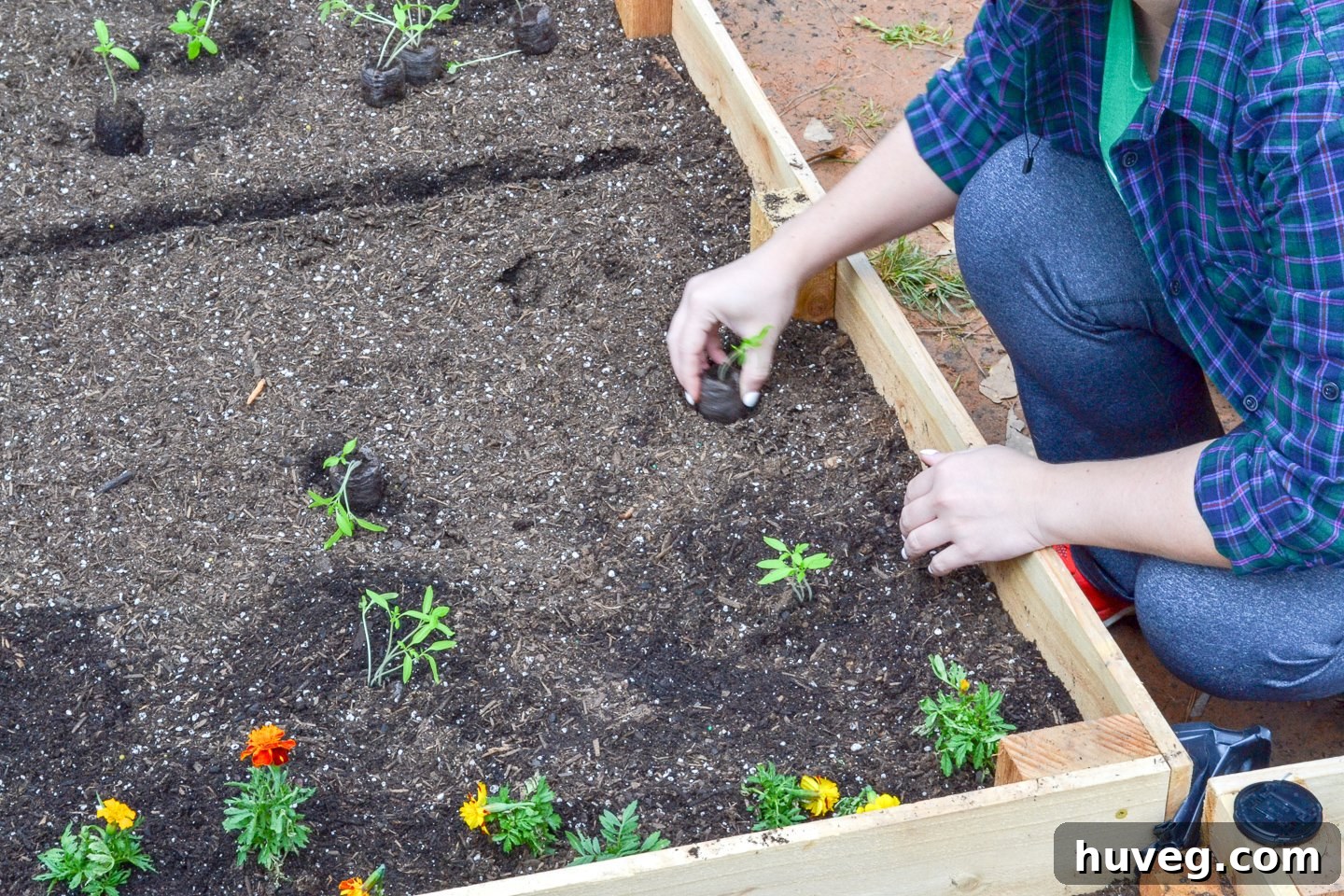 digging in small rows to plant tomatoes in the raised garden bed