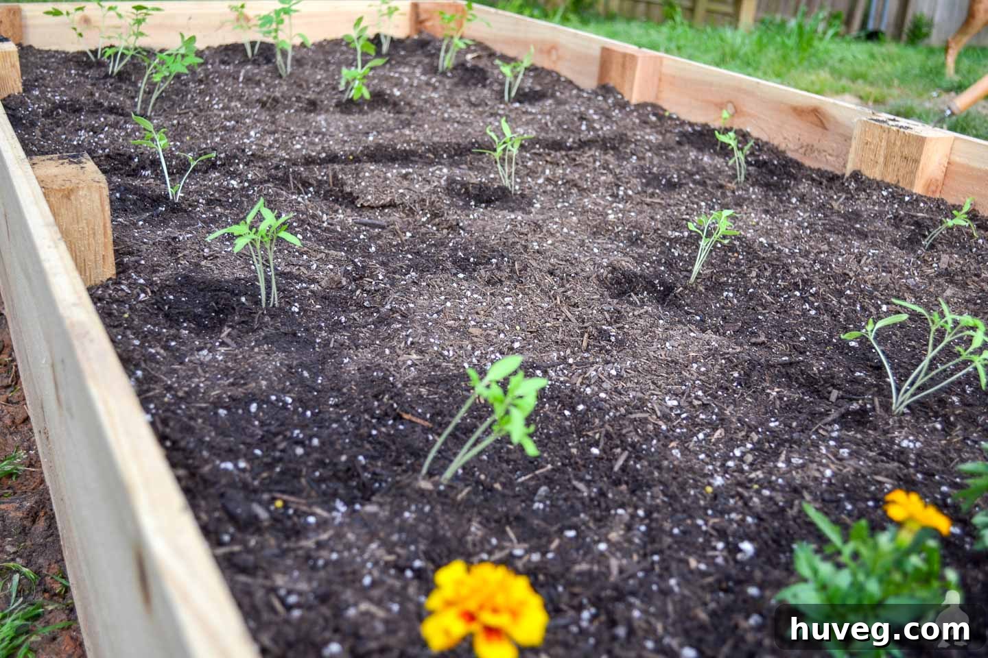 seedlings planted in a raised garden bed