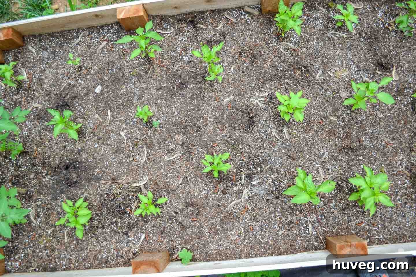 seedlings planted in a raised garden bed 2