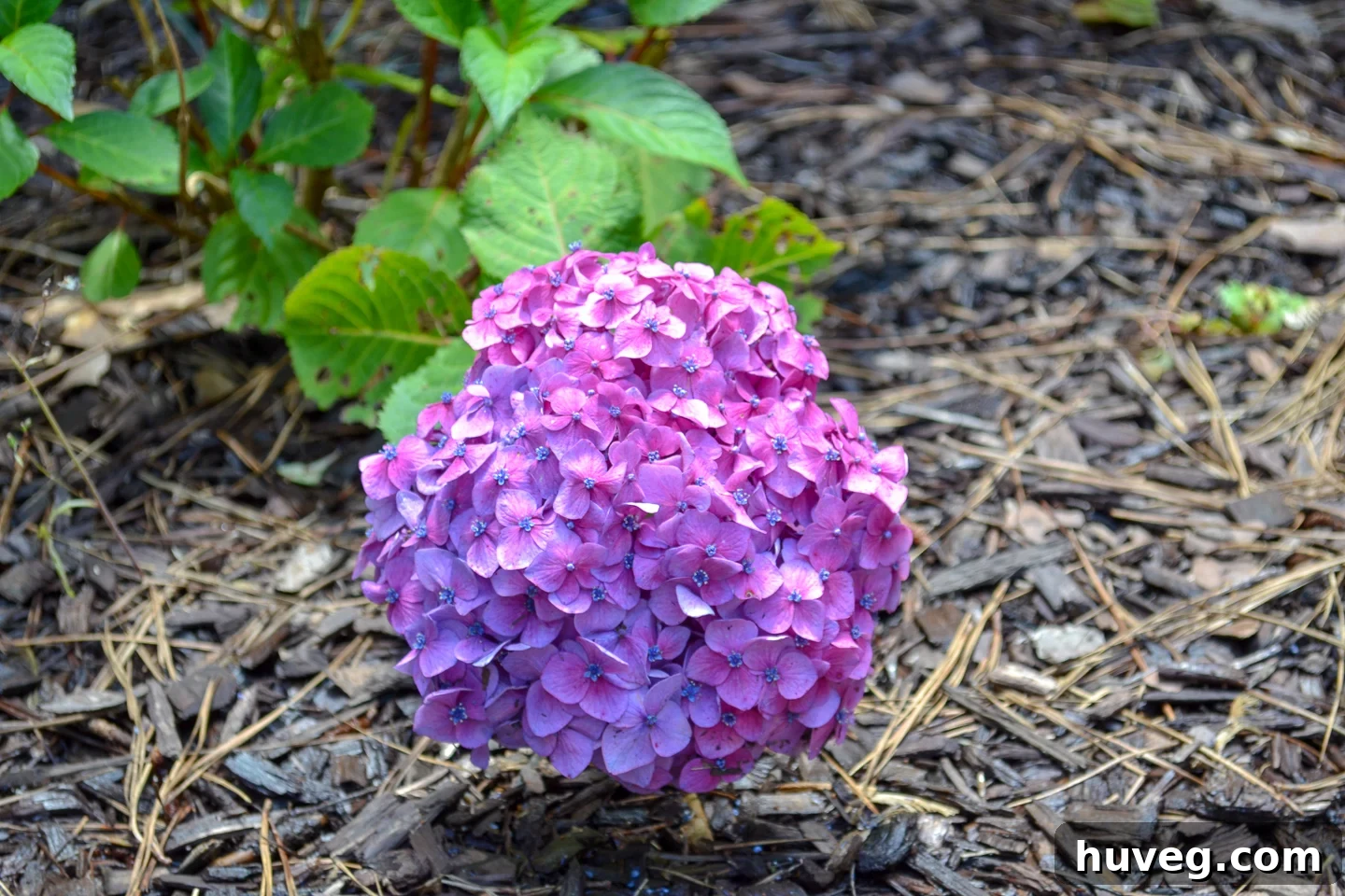 Purple hydrangea