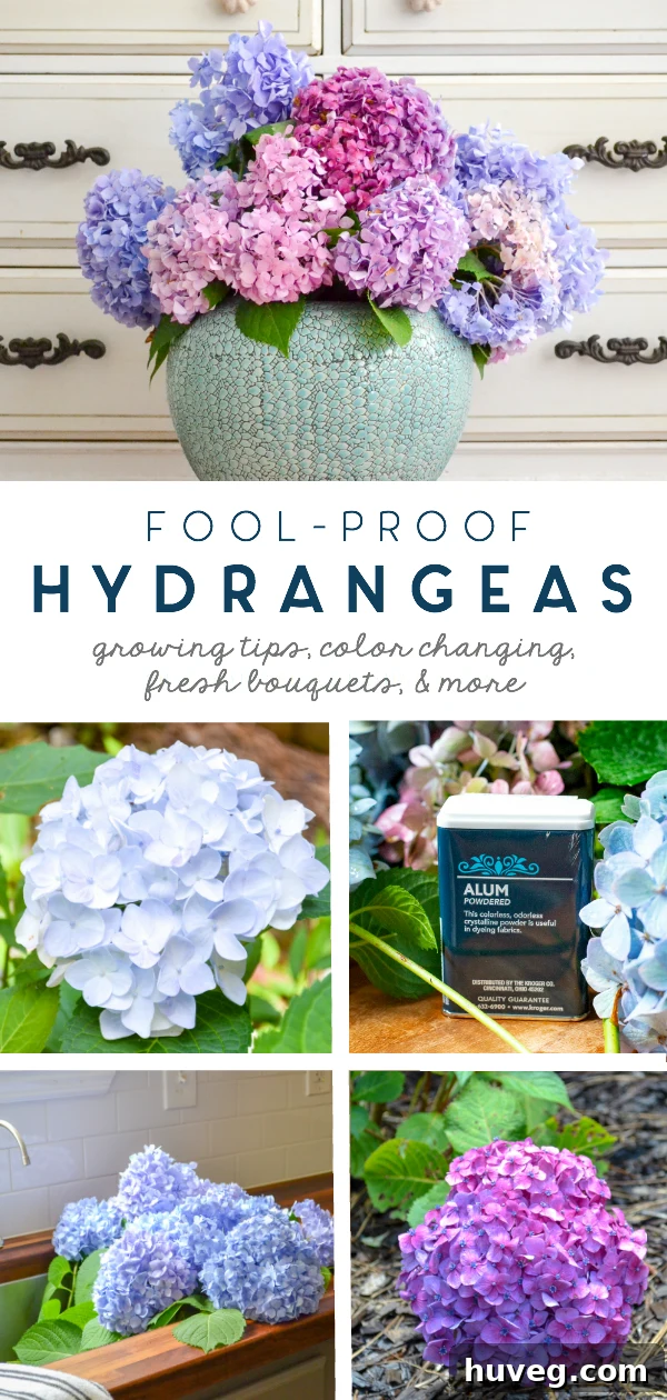 A vibrant collection of hydrangeas in full bloom, showcasing an array of colors from blue to pink. This image sets the tone for a detailed guide on cultivating beautiful, resilient hydrangea bouquets.