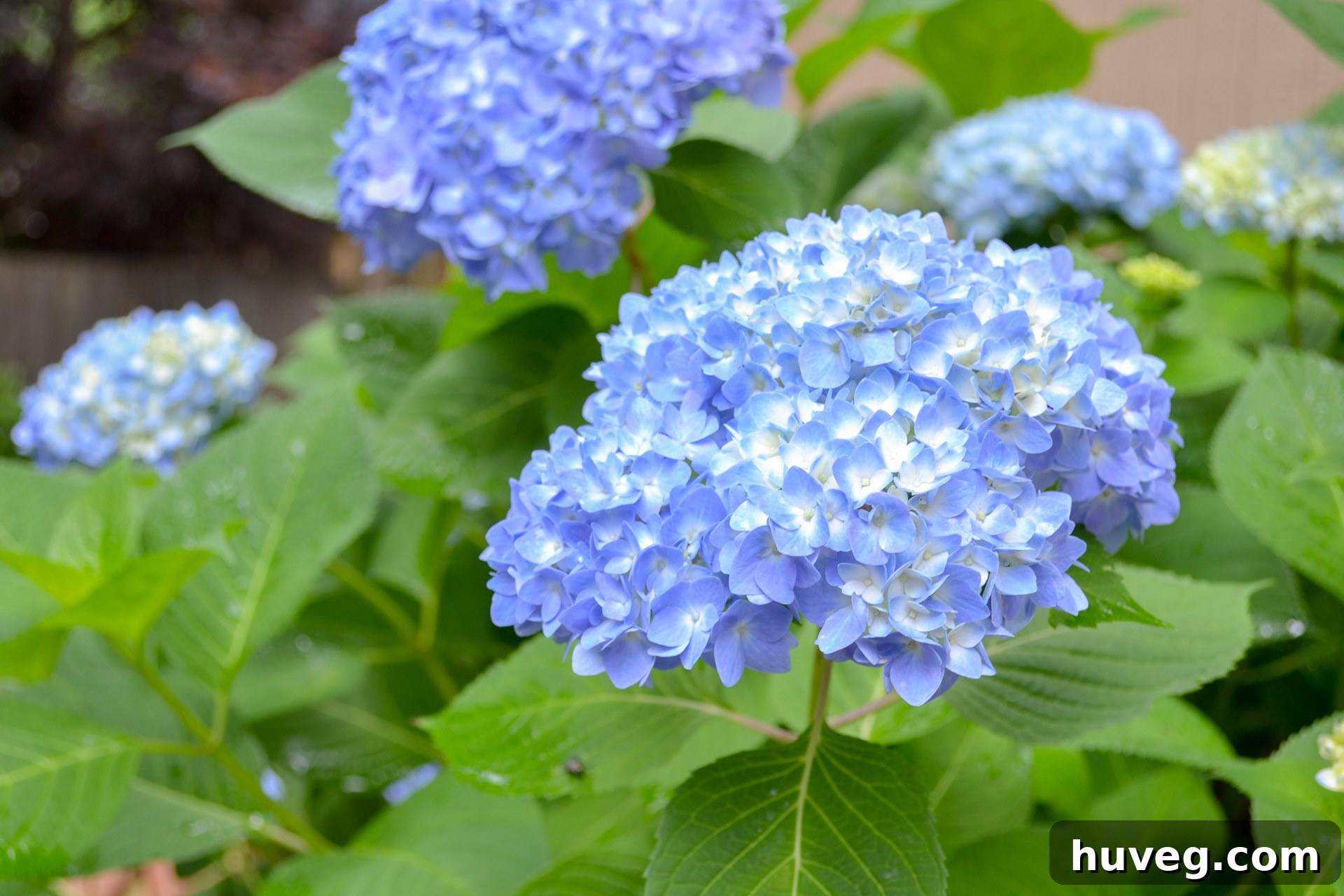 Throughout the blooming season, these hydrangeas become progressively brighter and bluer, a clear indication of consistently acidic soil conditions.