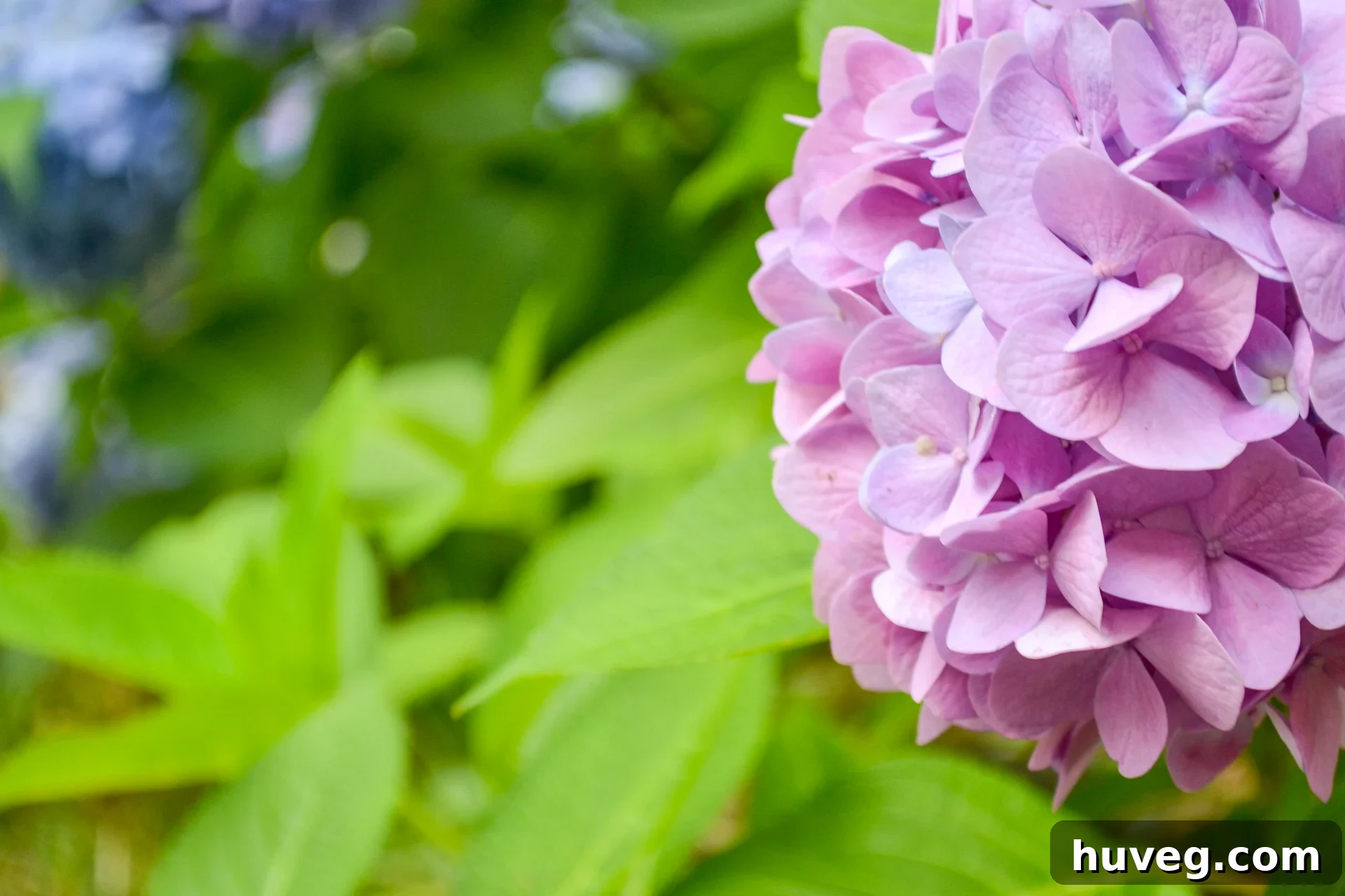 A vibrant purply-pink hydrangea bloom, demonstrating how less acidic soil conditions can influence the color of these beautiful flowers, shifting them towards pinker tones.