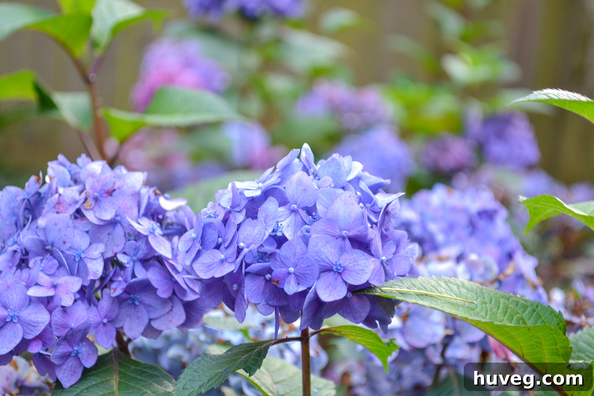 A close-up view of Bloomstruck hydrangeas revealing their deep purple hues and full, fluffy flower heads, adding a rich texture and color to the garden bed.