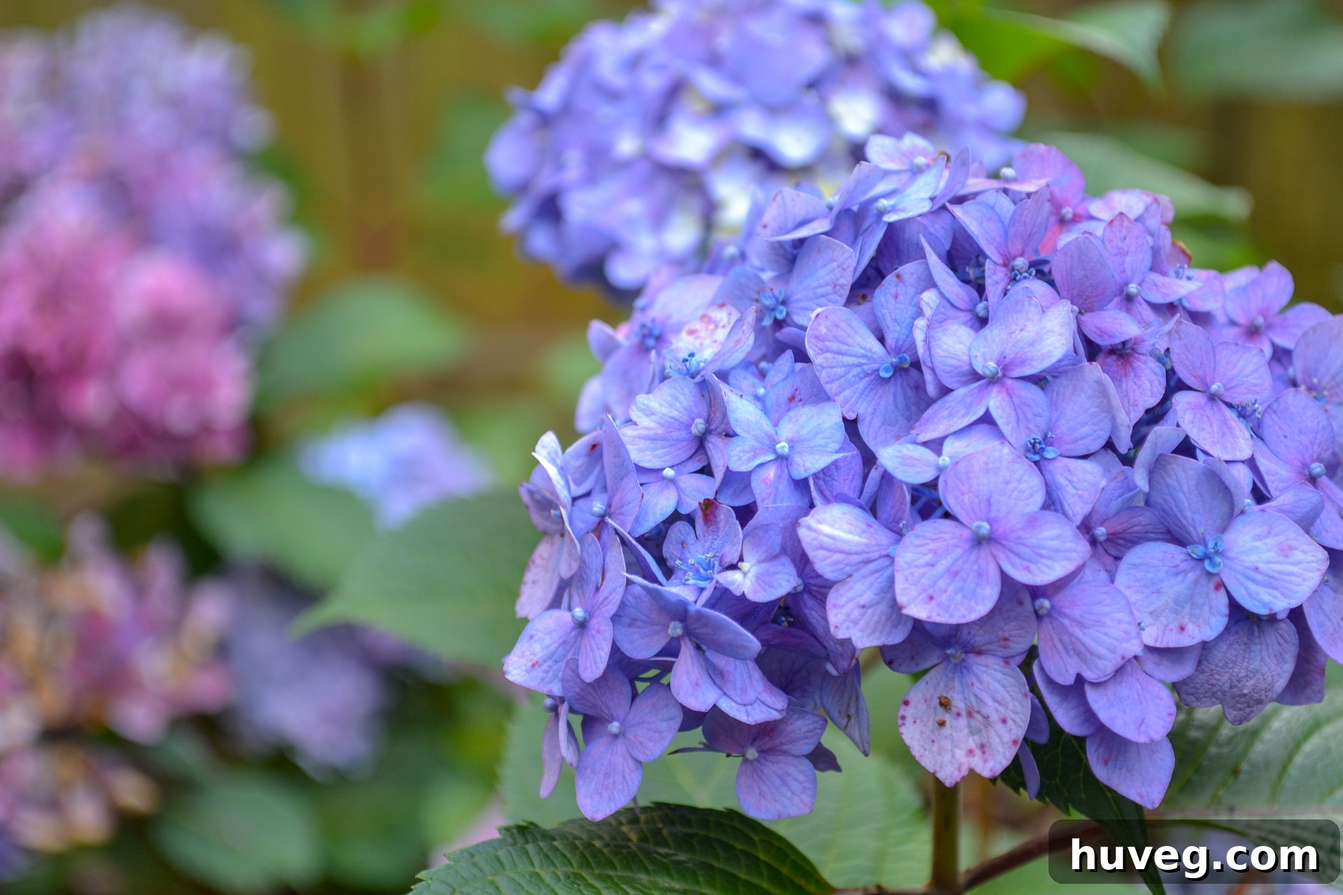 A cluster of Bloomstruck hydrangeas, displaying a beautiful spectrum of purple shades, from deep indigo to soft lilac, all within a single plant.