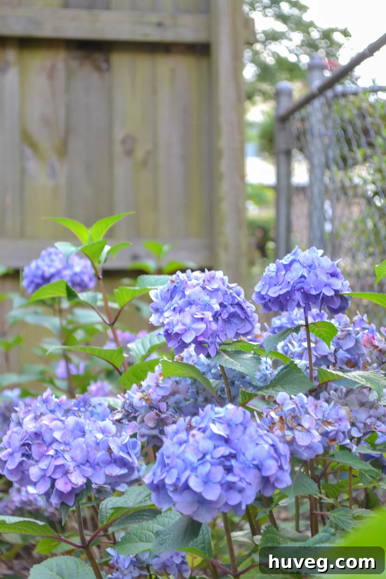 A vibrant display of Bloomstruck hydrangeas, featuring numerous bright blue blooms clustered together, growing gracefully alongside a garden fence.