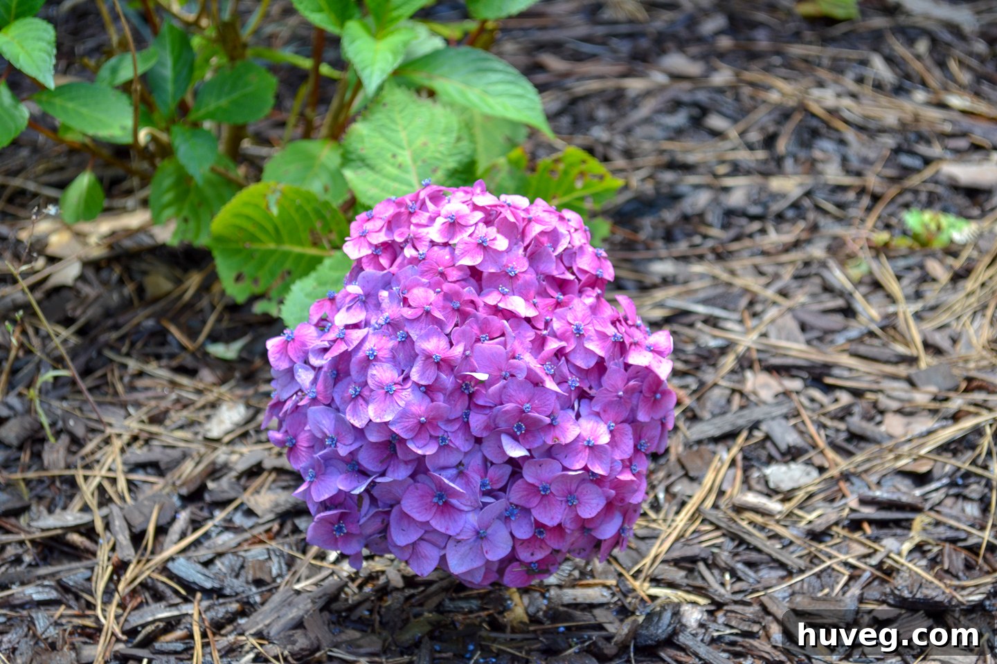 A large, luscious purple hydrangea bloom gracefully arches over a bed of dark mulch in the garden, highlighting its rich color and impressive size.