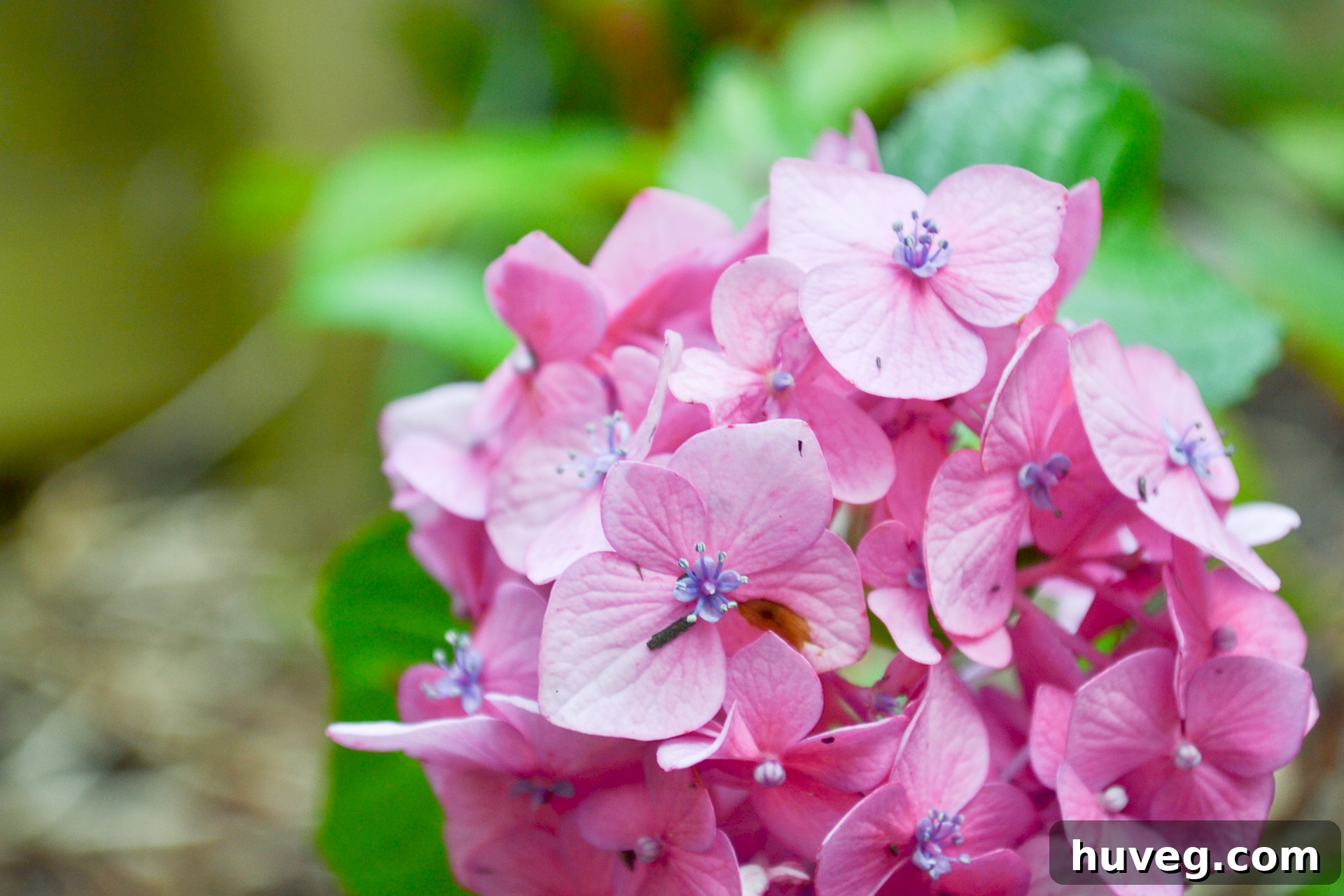 A delicate, small bud of a Bloomstruck hydrangea, blushing a vibrant pink, thrives near the downspout of my house, indicating less acidic soil conditions in that specific area.
