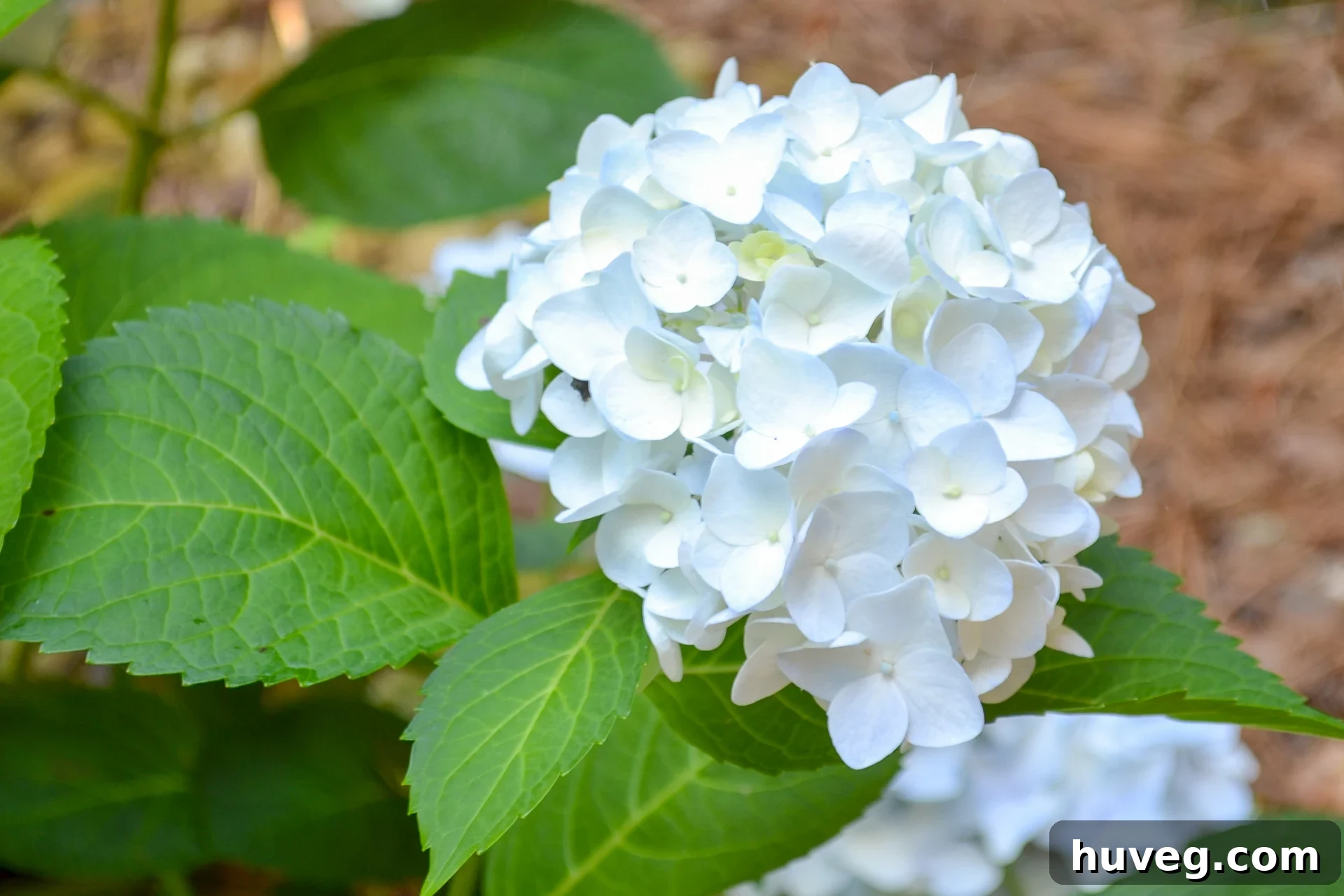The pure white blooms of Blushing Bride Hydrangeas create a stunning visual against the vibrant green leaves, showcasing their pristine elegance in the garden.