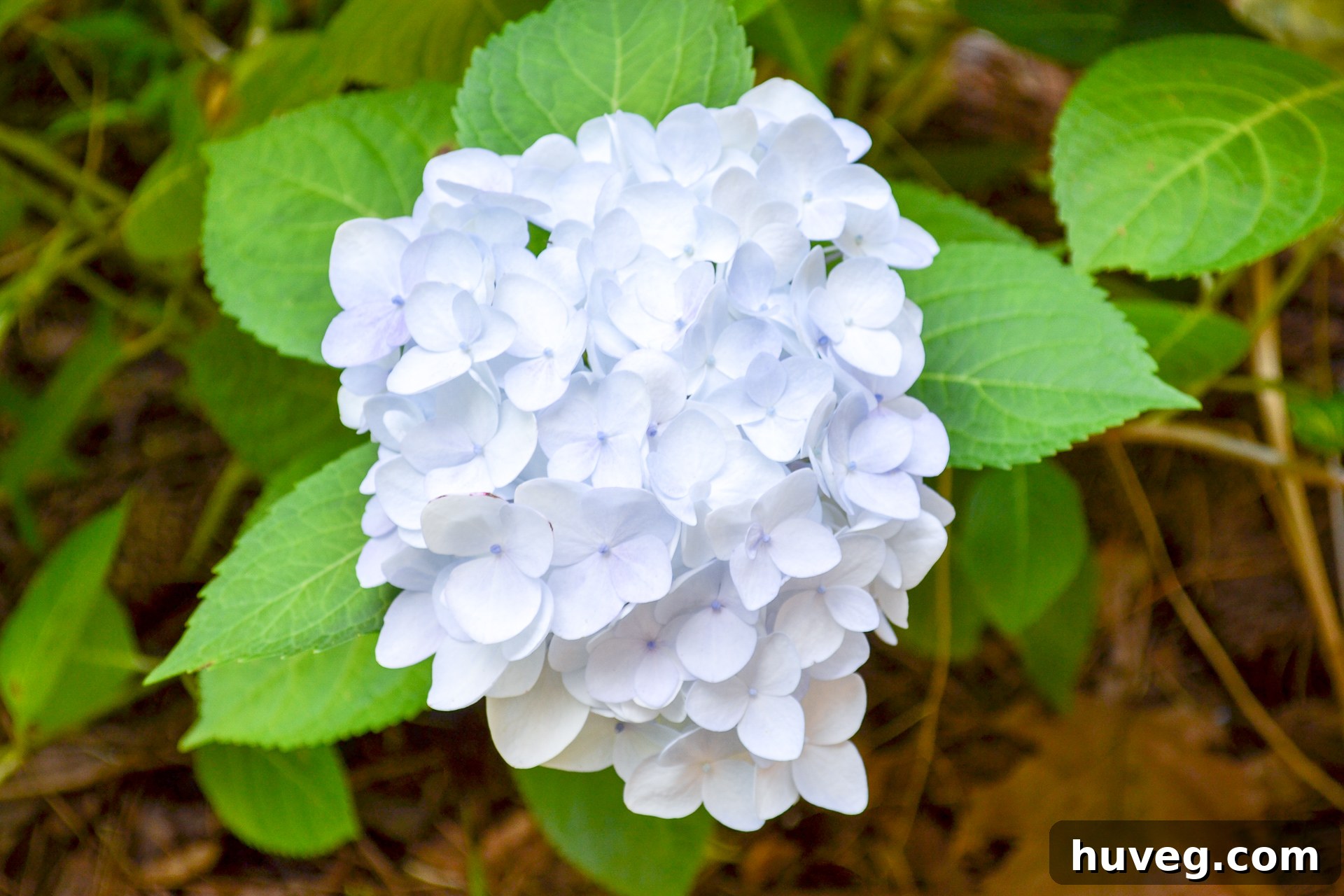 Close-up of Blushing Bride hydrangeas, revealing their delicate white blooms subtly tinged with hints of cool blue and soft gray, creating a sophisticated and ethereal appearance.