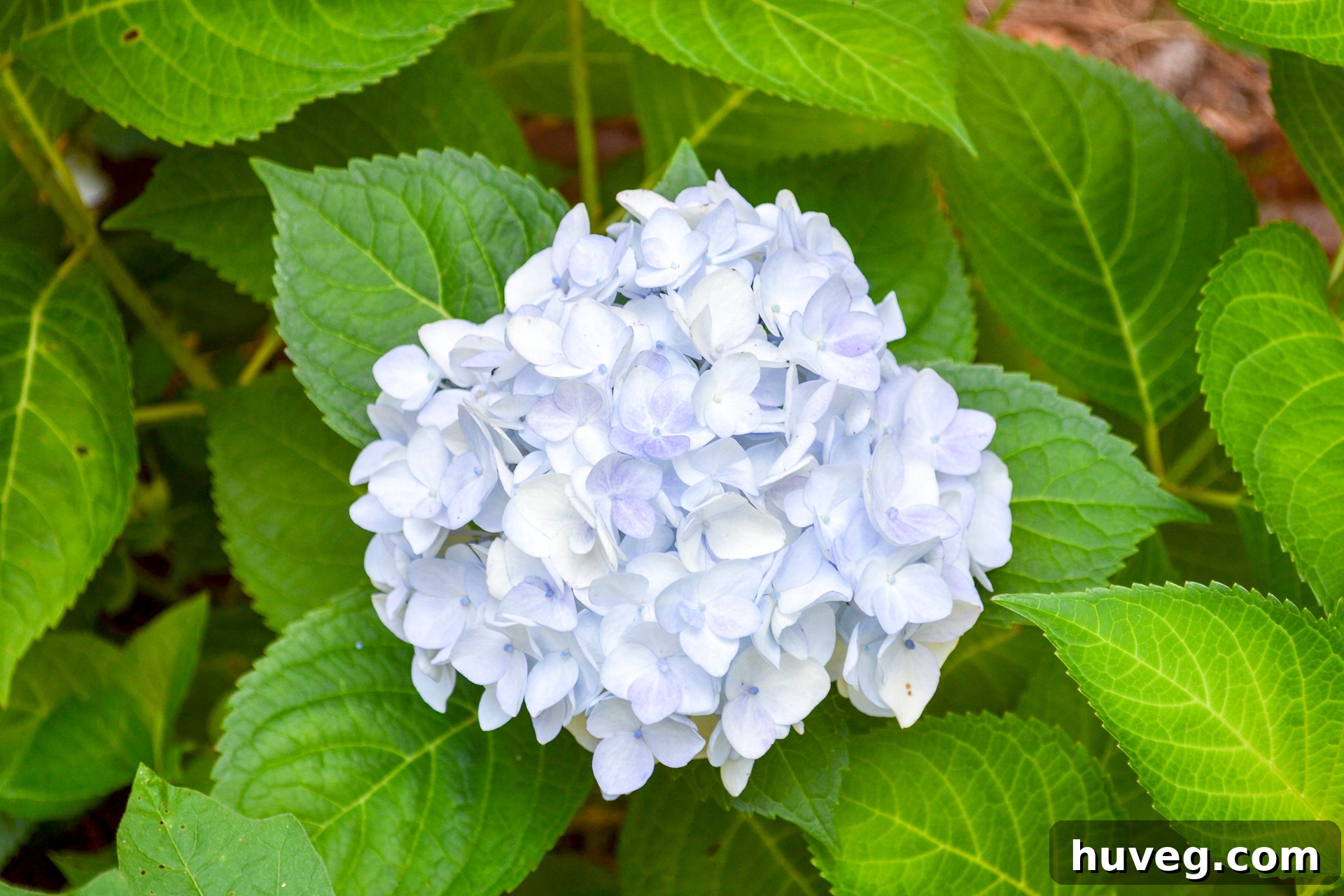 A single bloom of the Blushing Bride hydrangea, showcasing its elegant white flower heads delicately touched with a pale blue tint, embodying a refined beauty.