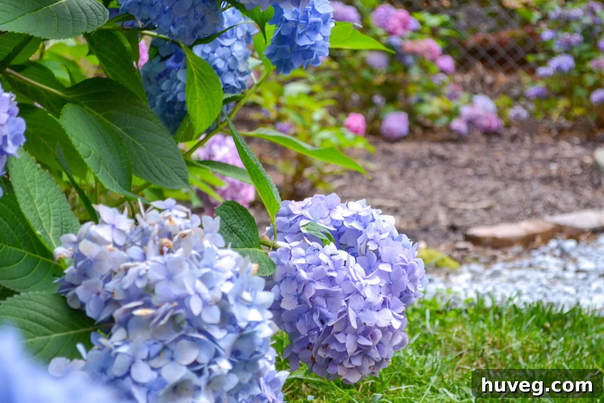 Abundant blue and purple hydrangea blooms gracefully cascading from a lush garden bed onto a manicured lawn, creating a stunning visual contrast.