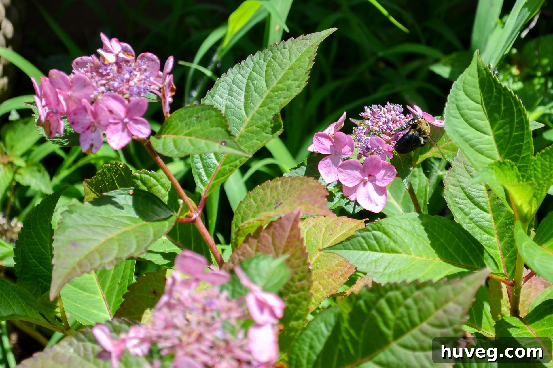 These charming pink Twist 'n' Shout Lacecap Hydrangeas feature delicate, lacier blooms with a less full appearance compared to traditional mophead hydrangeas, showcasing their unique floral structure.