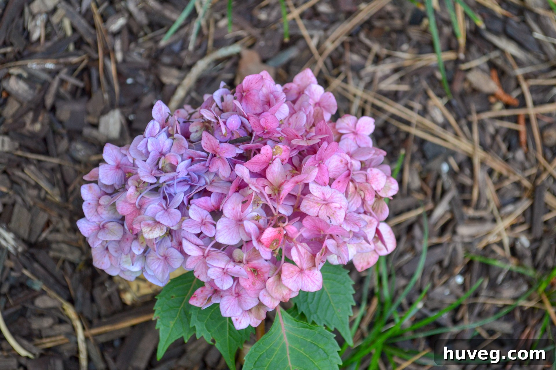 A stunning Bloomstruck hydrangea bloom displaying two distinct colors, pink and blue, within a single flower head, illustrating the fascinating effect of varying soil pH levels.