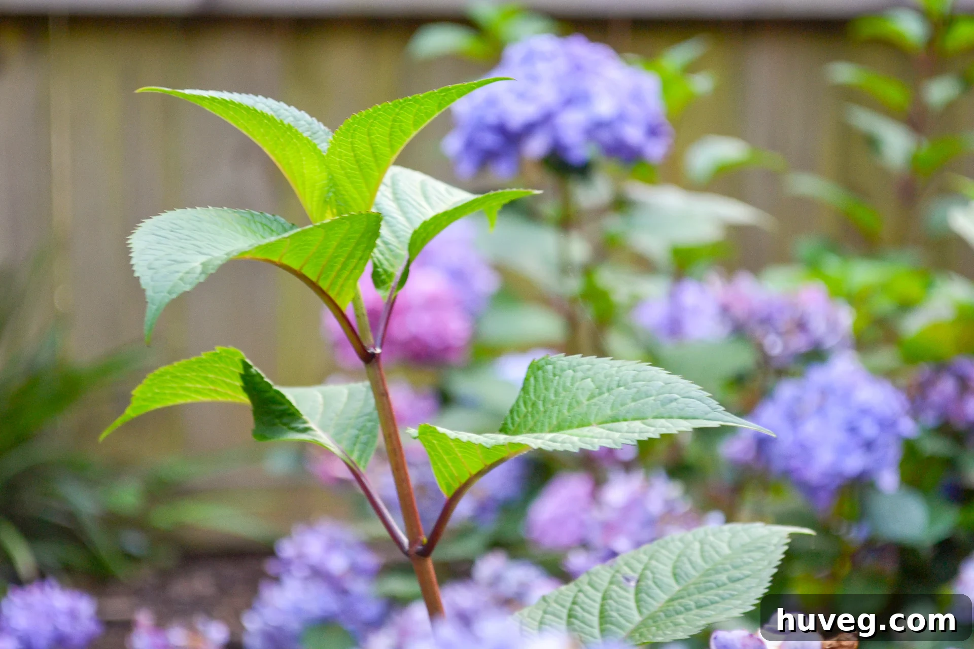 A vibrant stem of Bloomstruck hydrangeas adorned with bright blue flowers, exemplifying their minimal care requirements and natural ease of growth in a garden setting.