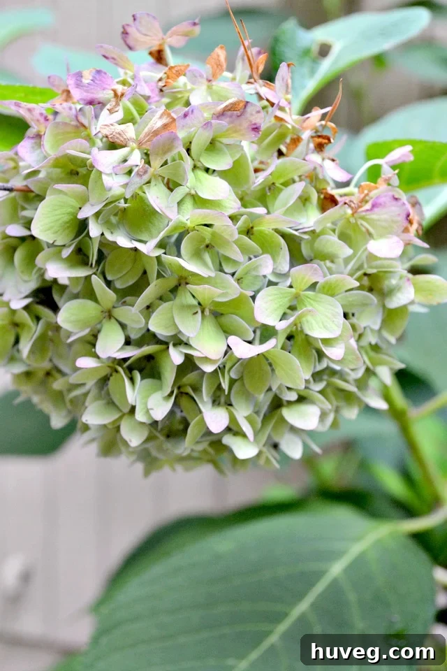 Green hydrangeas with subtle pink tips are a beautiful and common sight during the autumn season, showcasing the plant's natural color transformation.