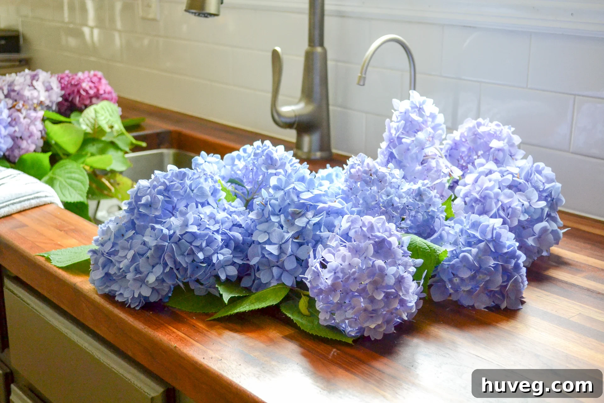 A collection of bright blue hydrangeas, freshly cut and waiting in a sink to be arranged into stunning indoor bouquets. The water glistens on their petals.