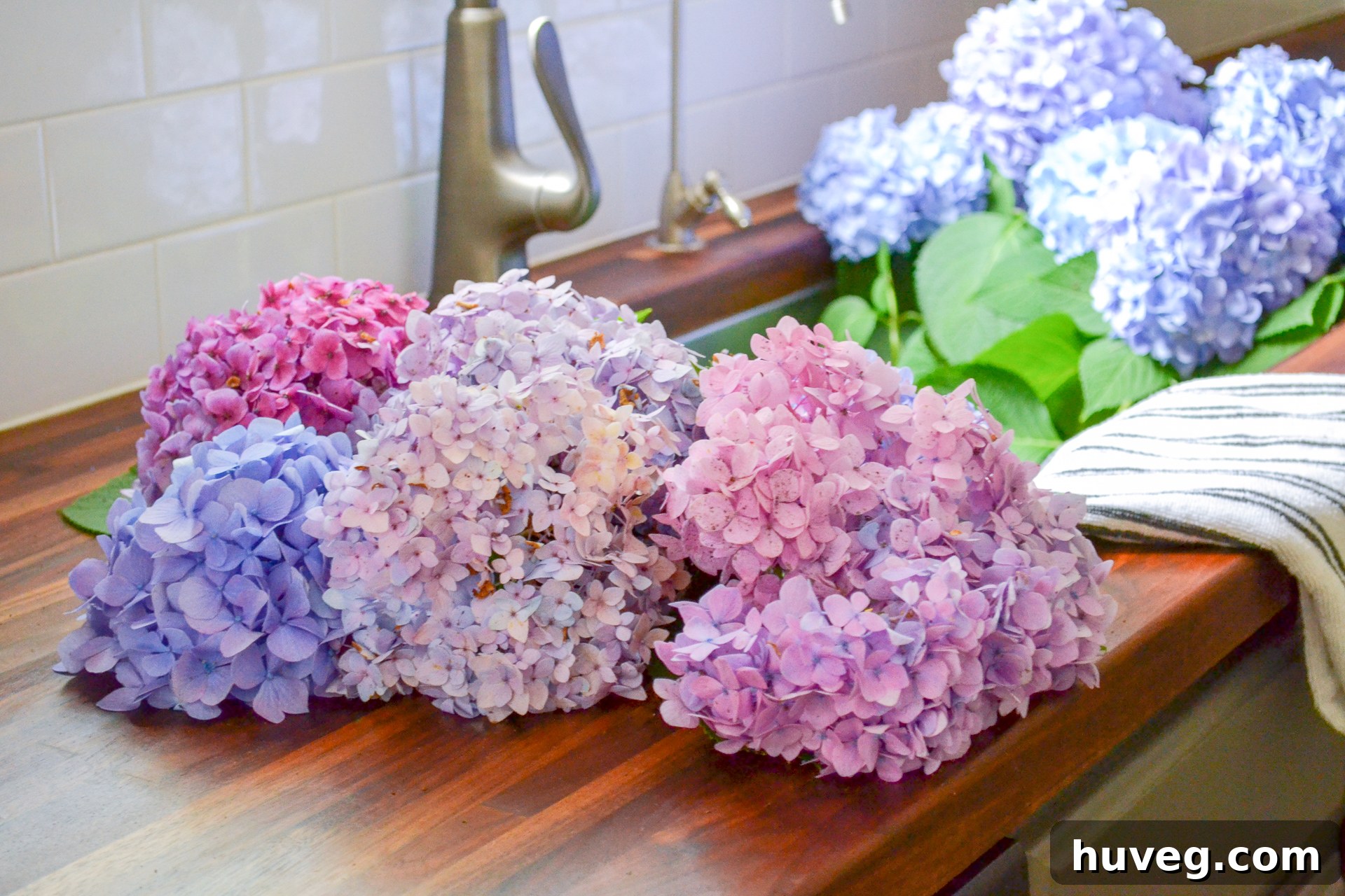 Two distinct bouquets of freshly cut hydrangeas, showcasing a delightful array of pink, purple, and blue shades, are arranged side-by-side in a sink, ready for display indoors.