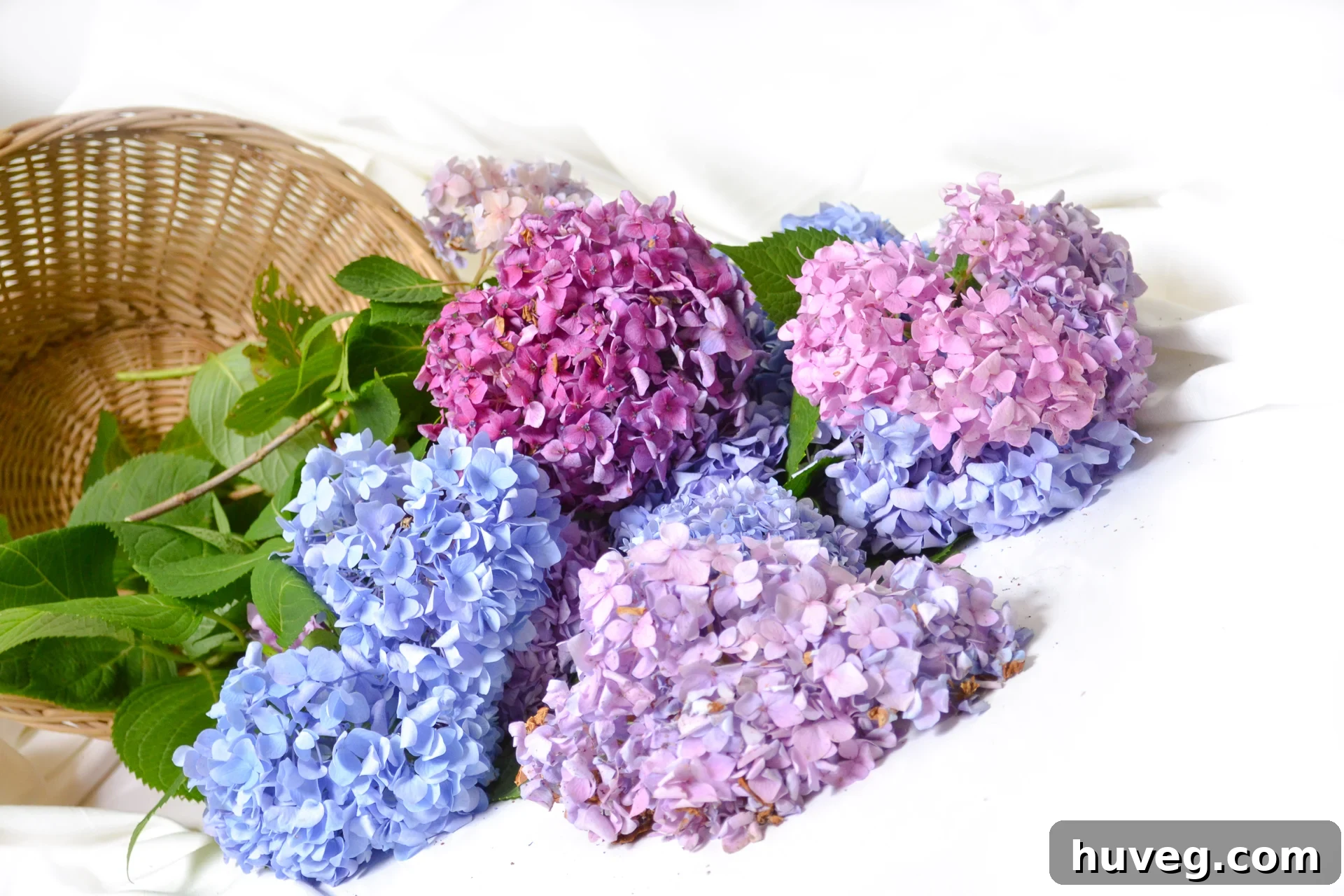 A captivating photograph of pink, purple, and blue hydrangeas artfully arranged in a woven basket, set against a pristine white background. The soft lighting highlights their delicate textures.