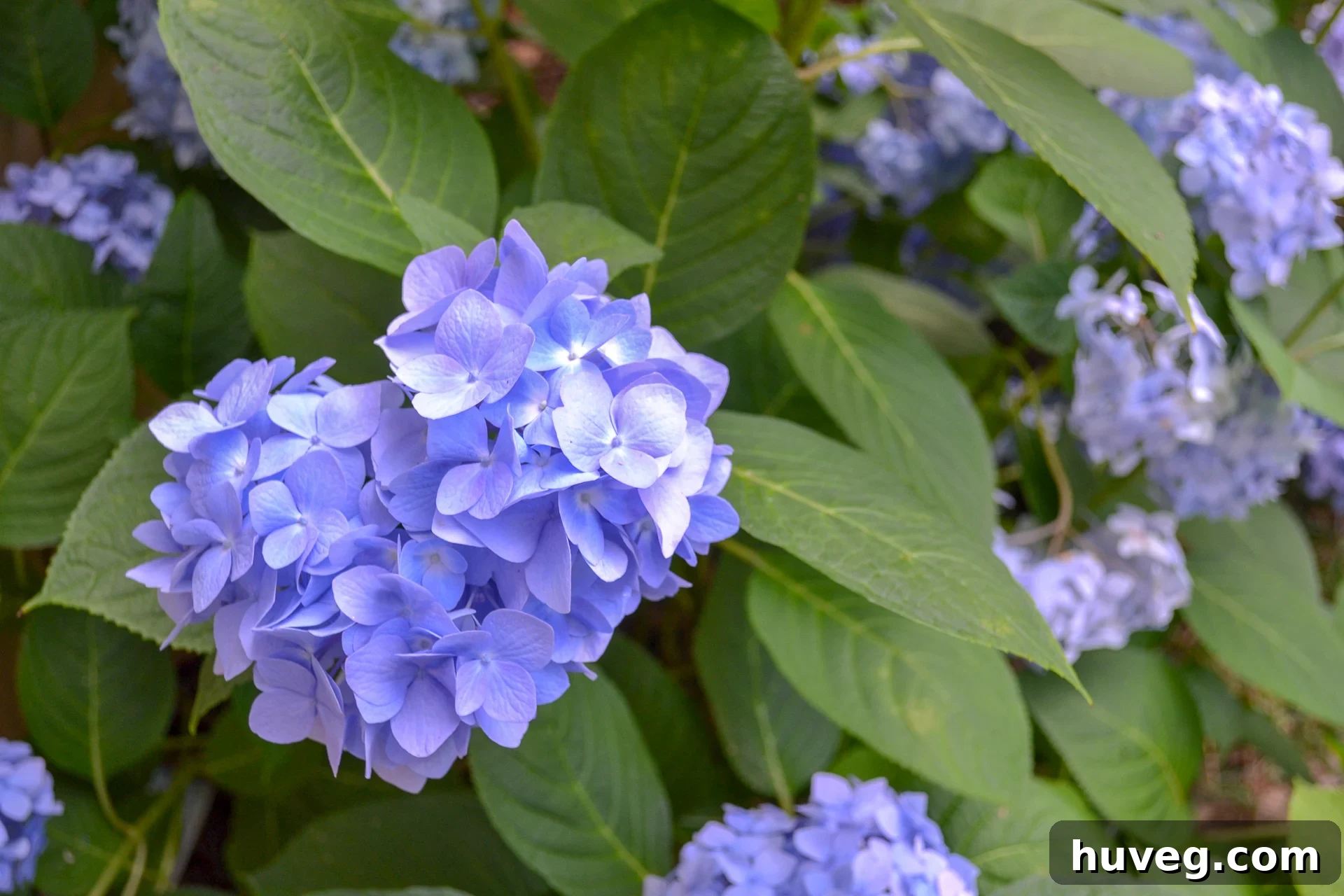 A close-up shot of a magnificent hydrangea bloom, showcasing rich indigo hues. The petals are full and vibrant, highlighting the flower's natural beauty and showy appeal.