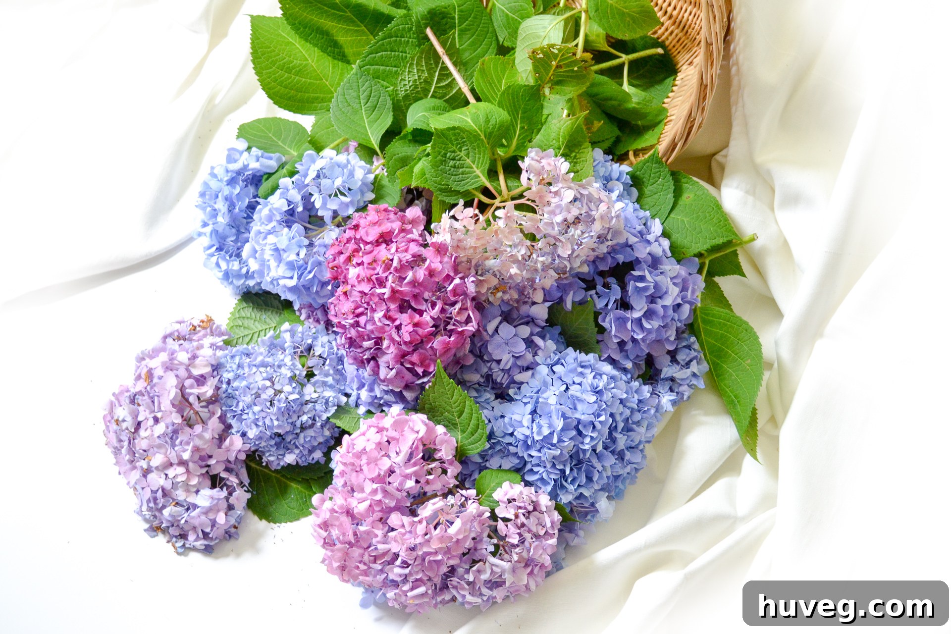 An artistic arrangement of various hydrangea blooms, showcasing their diverse colors and textures, all carefully placed in a rustic basket against a clean white background.