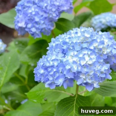 A stunning blue hydrangea with distinct white centers, illustrating a detailed guide on how to achieve vibrant blue hues in your hydrangeas.