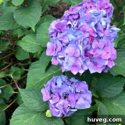 Vibrantly colored Bloomstruck hydrangeas in full bloom, showcasing their rich hues. This image is featured alongside an article detailing the creation and evolution of my hydrangea corner garden.