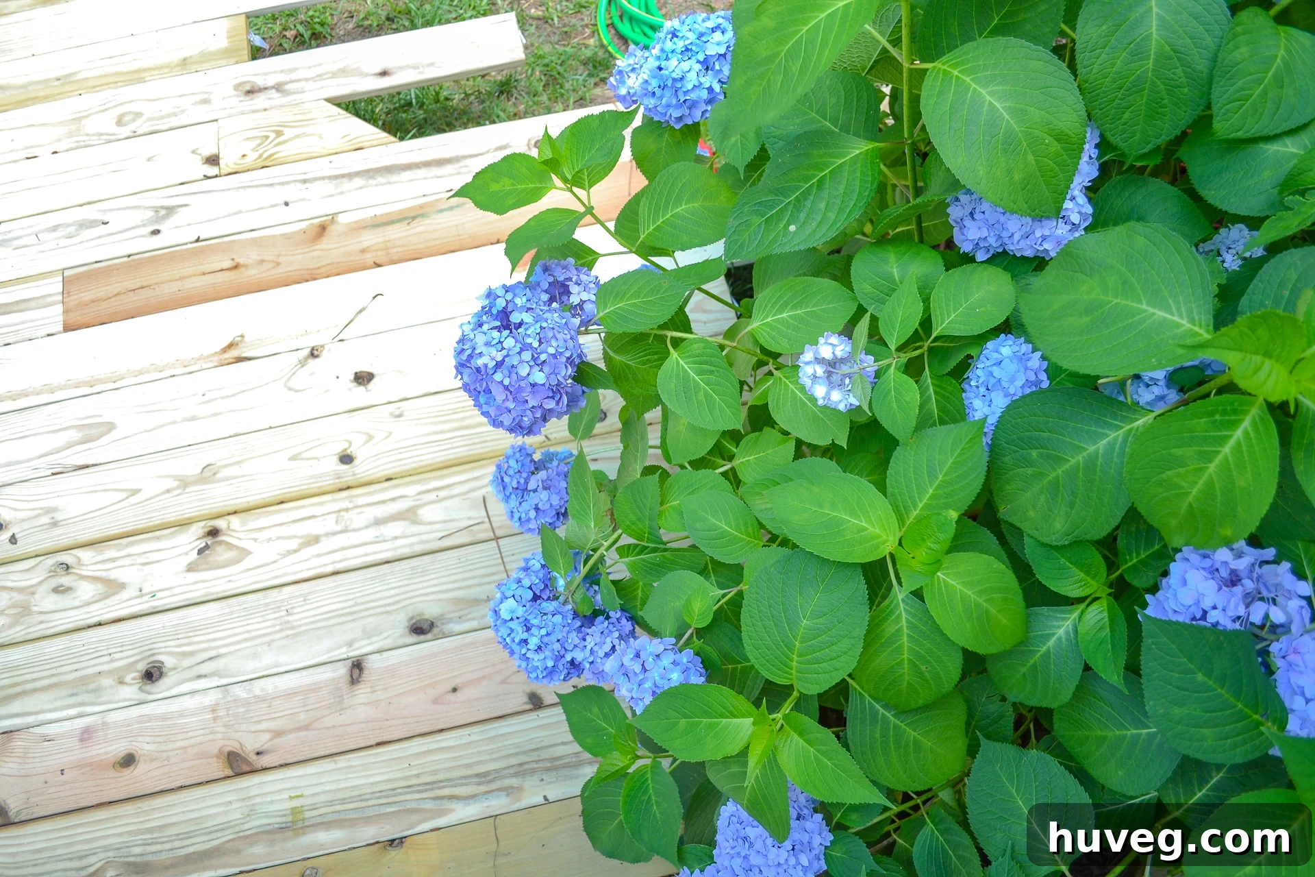 Brilliant blue hydrangea flowers create a striking contrast against the deep green foliage, visible near the new deck construction. The vibrant blooms stand out, adding a pop of color to the garden landscape.