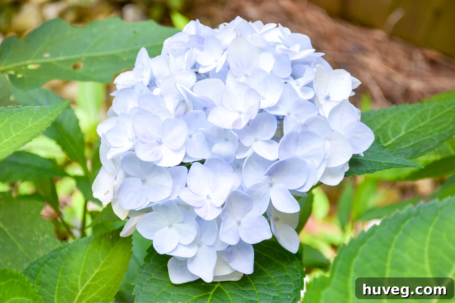 A pristine white hydrangea bloom with subtle hints of light blue, illustrating the diverse range of varieties and colors present within the garden.