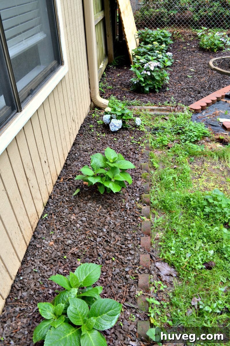 A row of newly planted hydrangeas along the side of my house, showing their initial growth a year ago. These plants will soon fill out into a lush display.