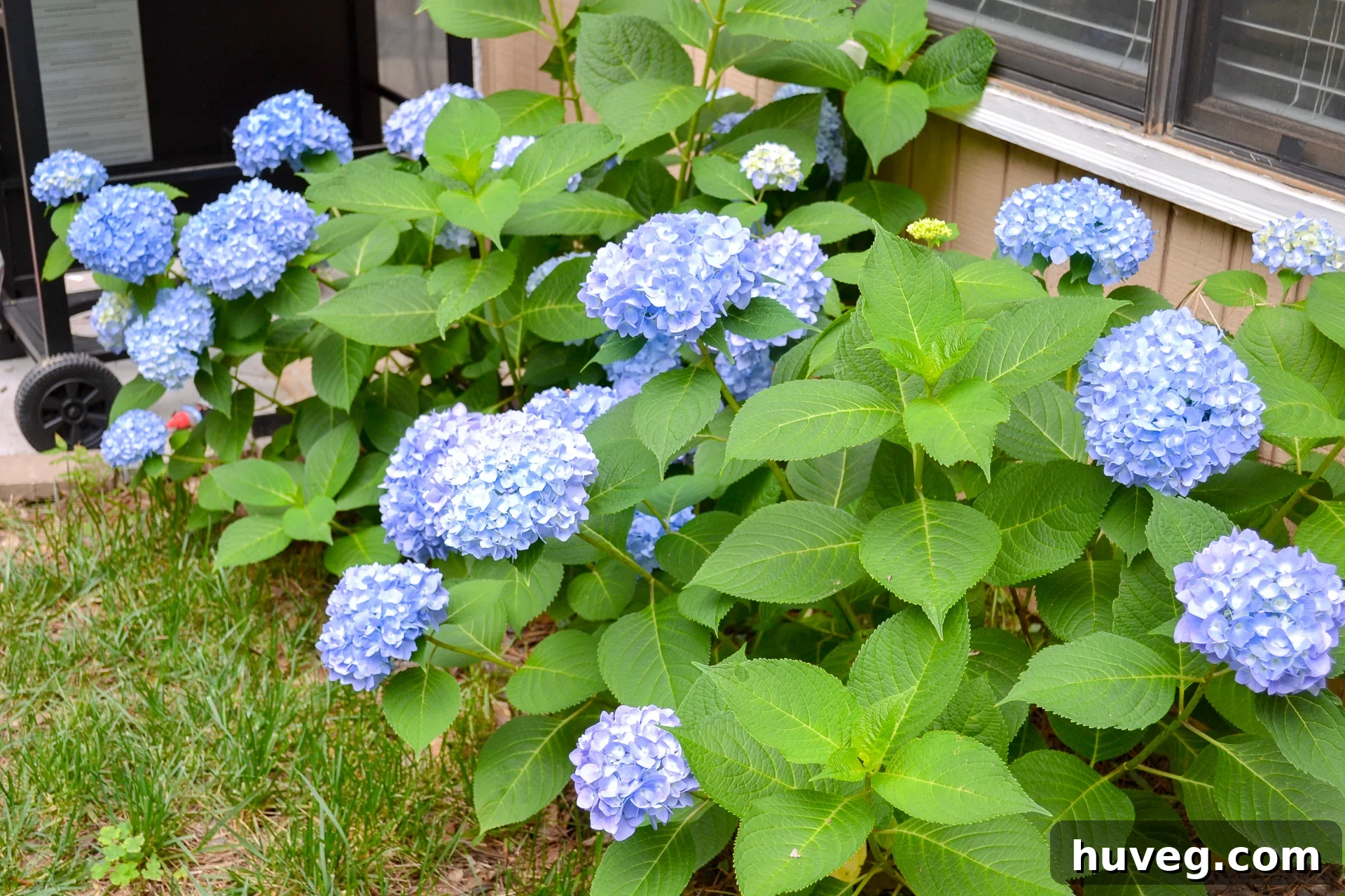 After a full year of dedicated growth, these 'Original' hydrangea shrubs are thriving, adorned with vibrant blue blooms that create a lush and colorful display along the house.