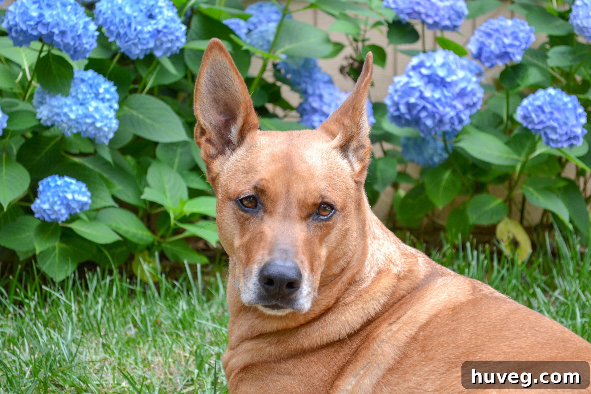 My dog, Charlie, peacefully resting on the cool grass, framed by a luxuriant display of bright blue hydrangea blooms.