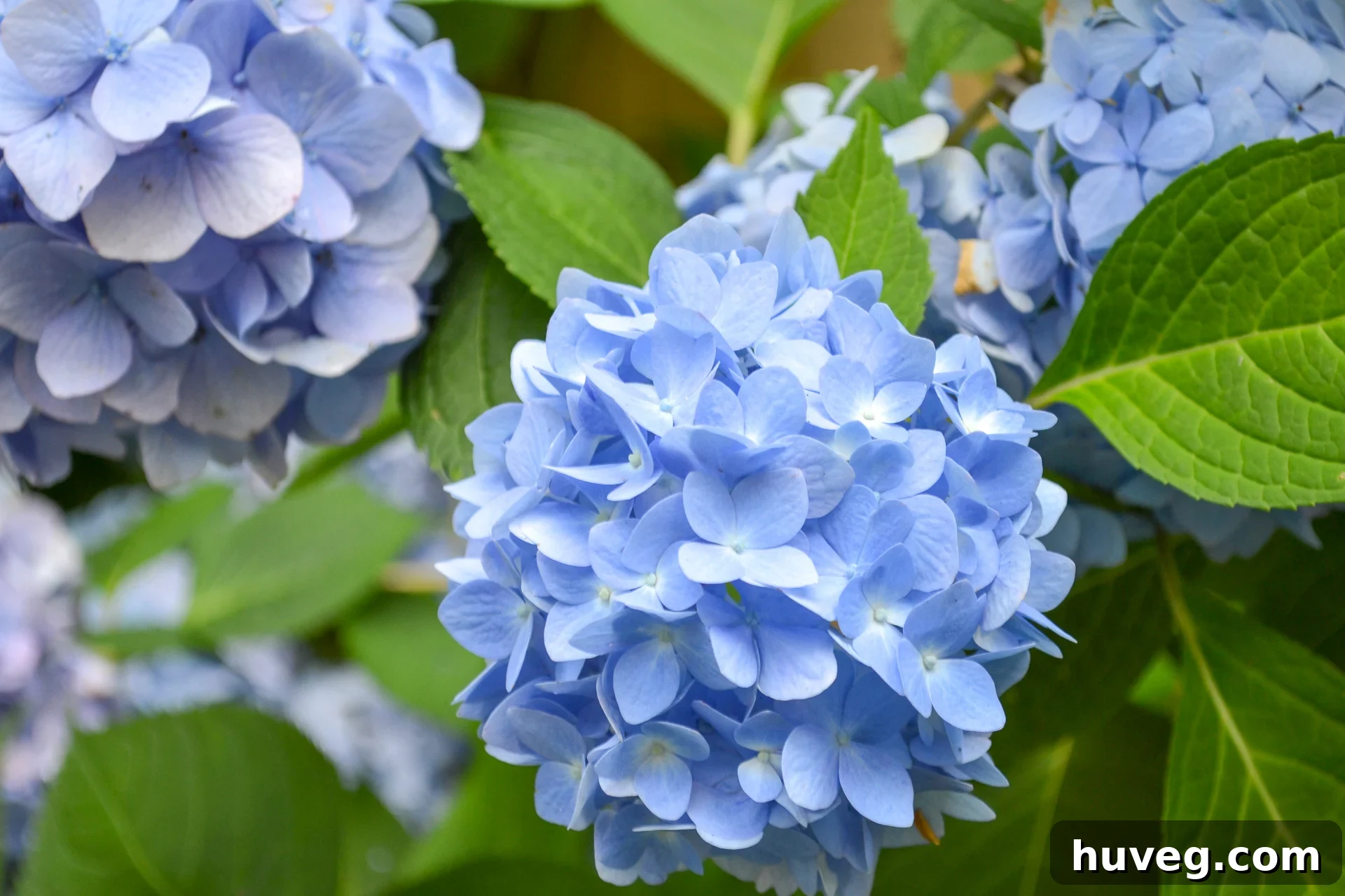 A cluster of radiant blue hydrangea blooms, vibrant and deep in color, exemplifying how acidic soil conditions intensify their blue hue.