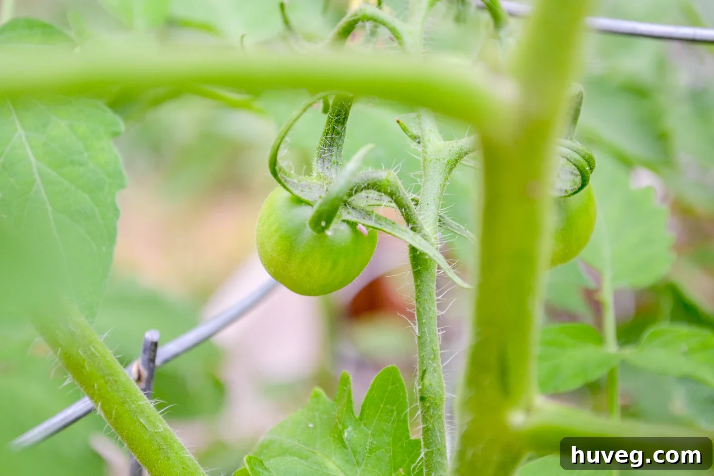 green tomato