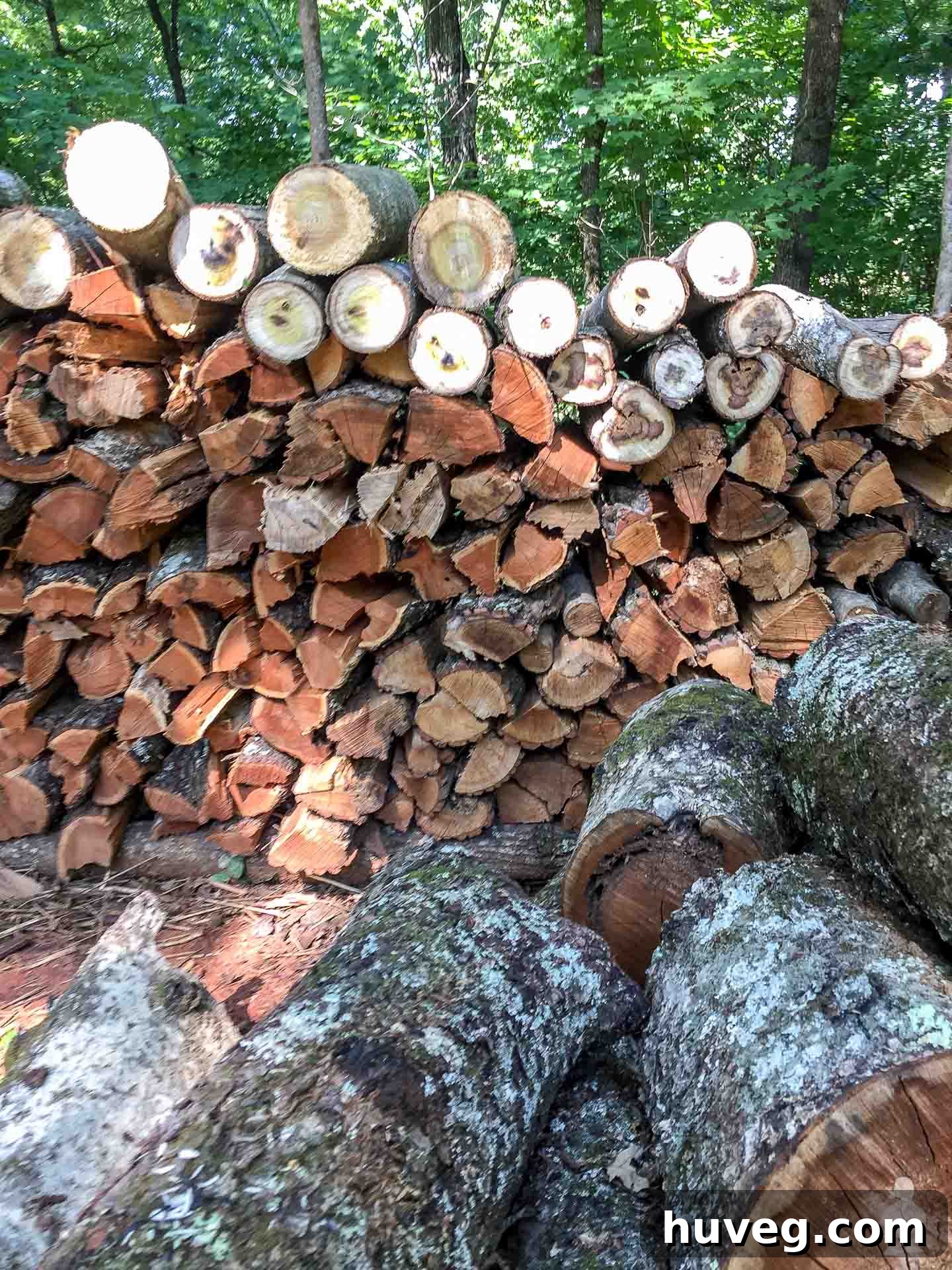 A massive pile of diverse logs in rural Tennessee, testament to ongoing tree maintenance and felling activities.