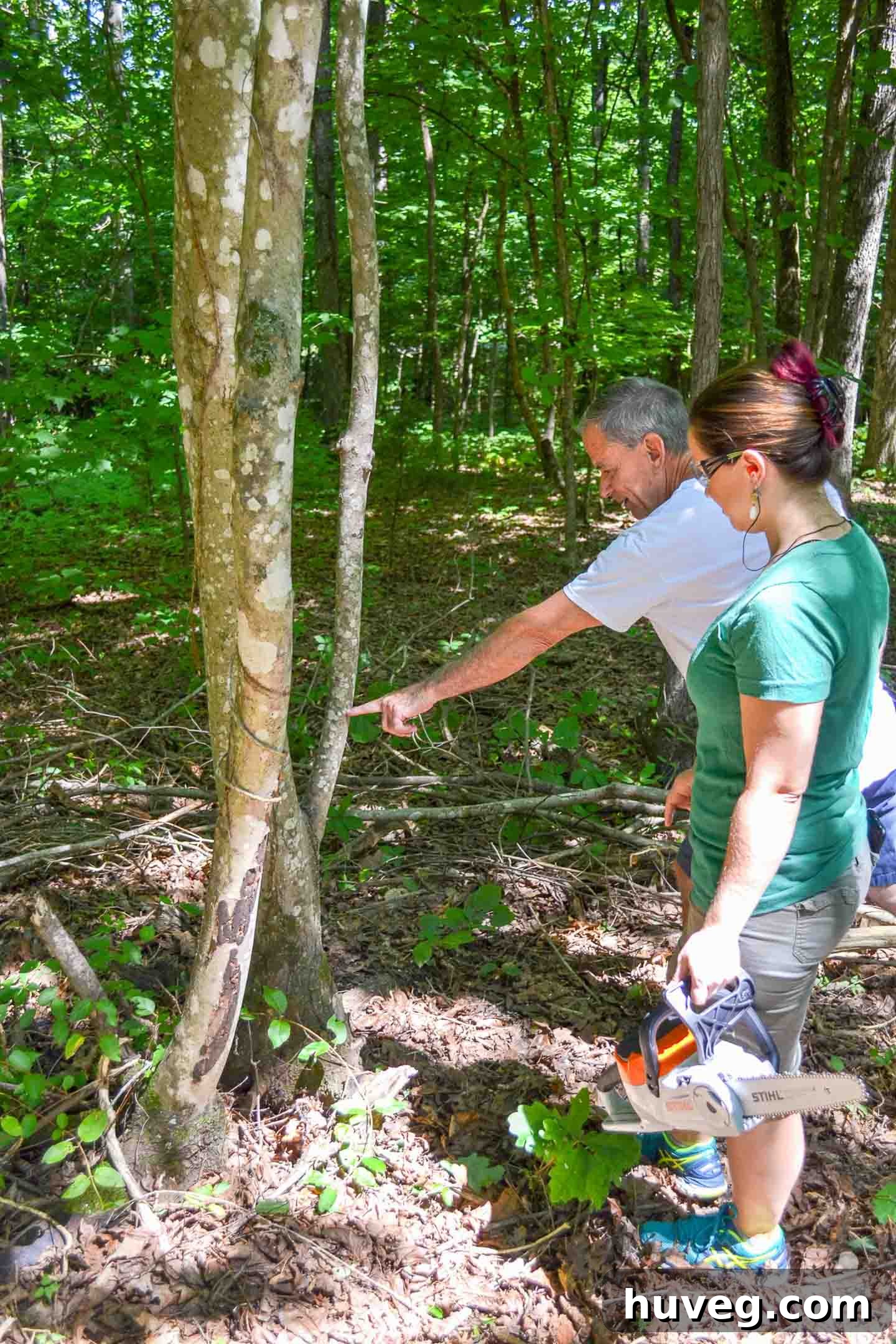 Mr. Carter pointing out the ideal spot to make a cut on a dead tree limb, showing visible vine damage on the bark.