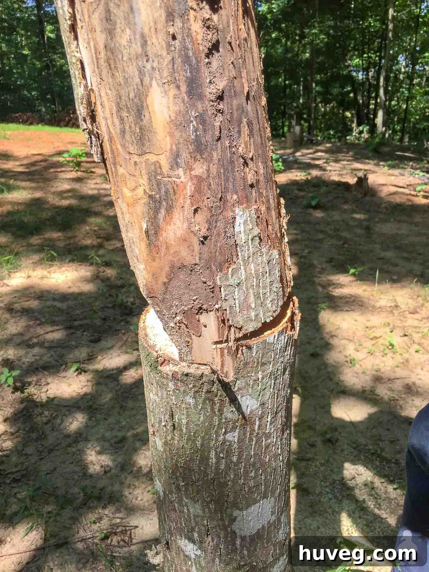 Mr. and Mrs. Carter inspecting both sides of a tree trunk after making the initial cuts, just before it falls.