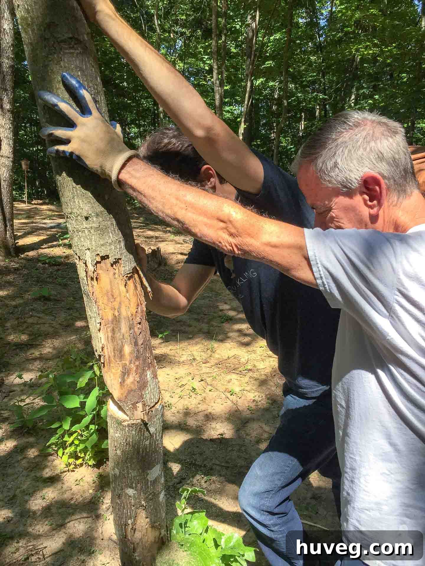 Mr. and Mrs. Carter gently pushing on a cut tree to encourage its fall in the desired direction, exercising caution.