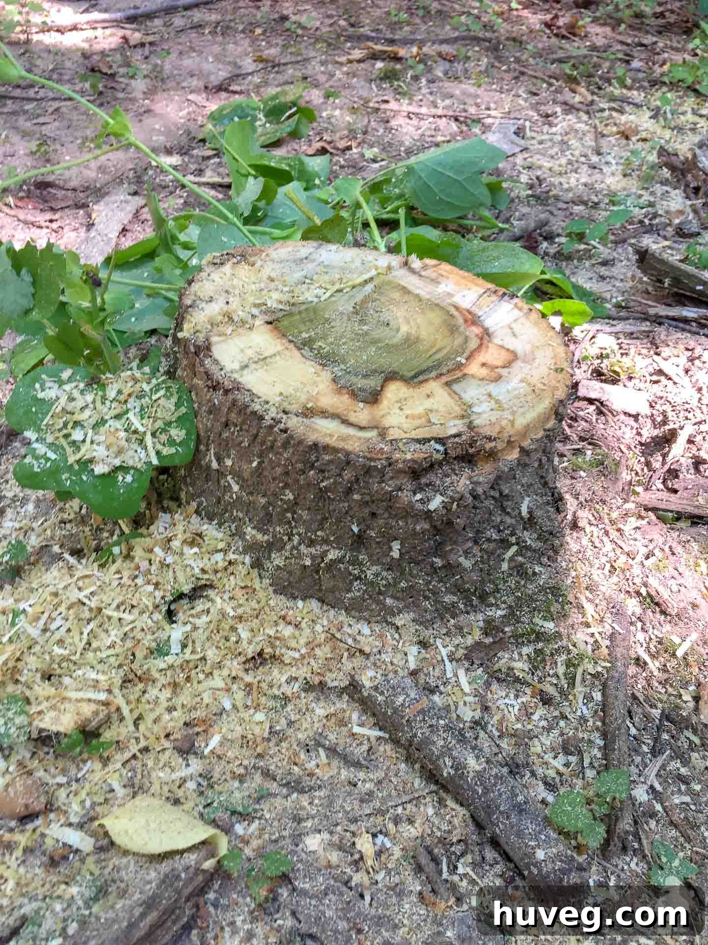 The author having completed the tree felling, now cutting the remaining stump flush with the ground for a clean finish.