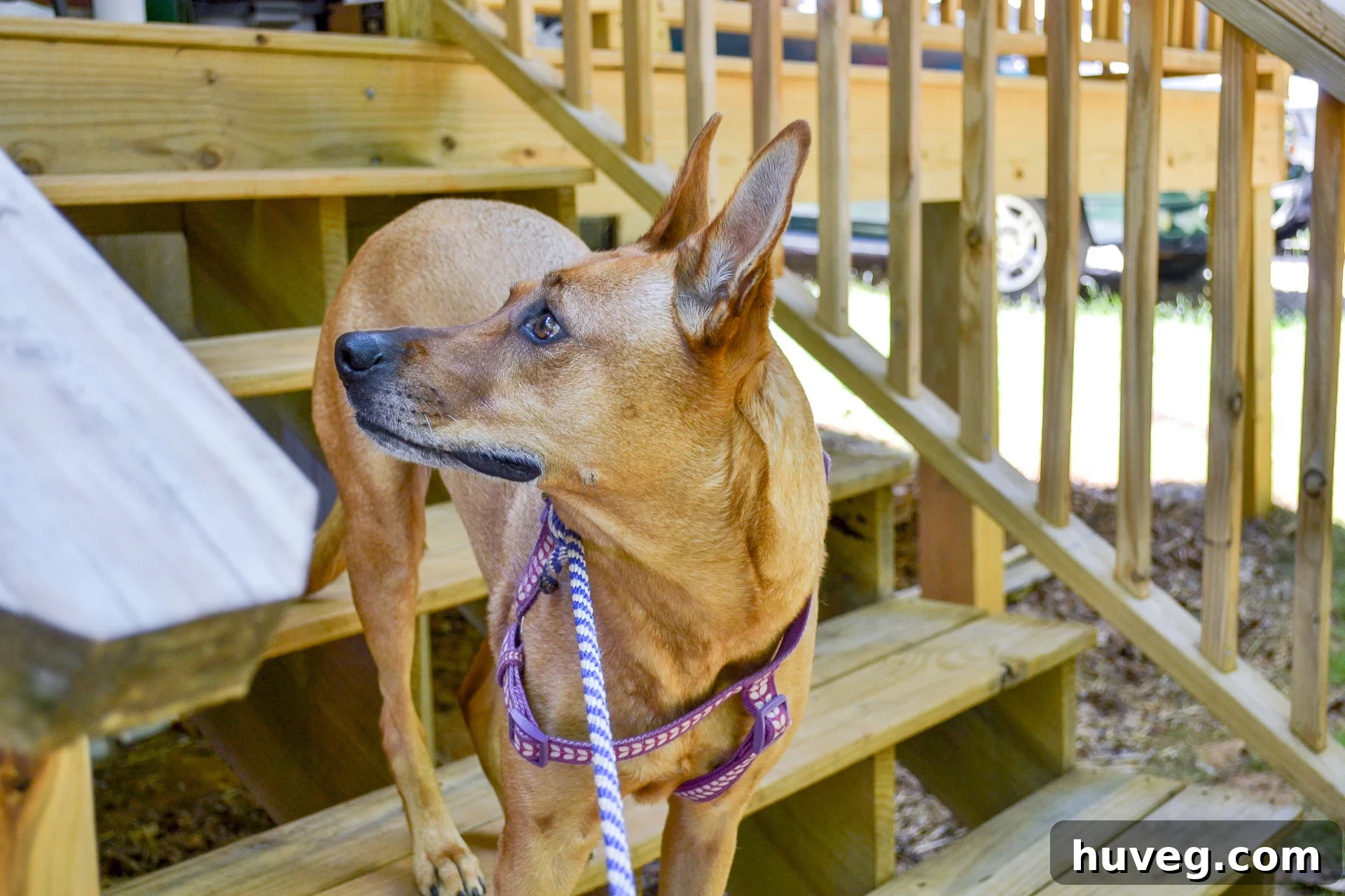 Charlie, the dog, happily exploring the Carter family house in Tennessee, looking curious and content.