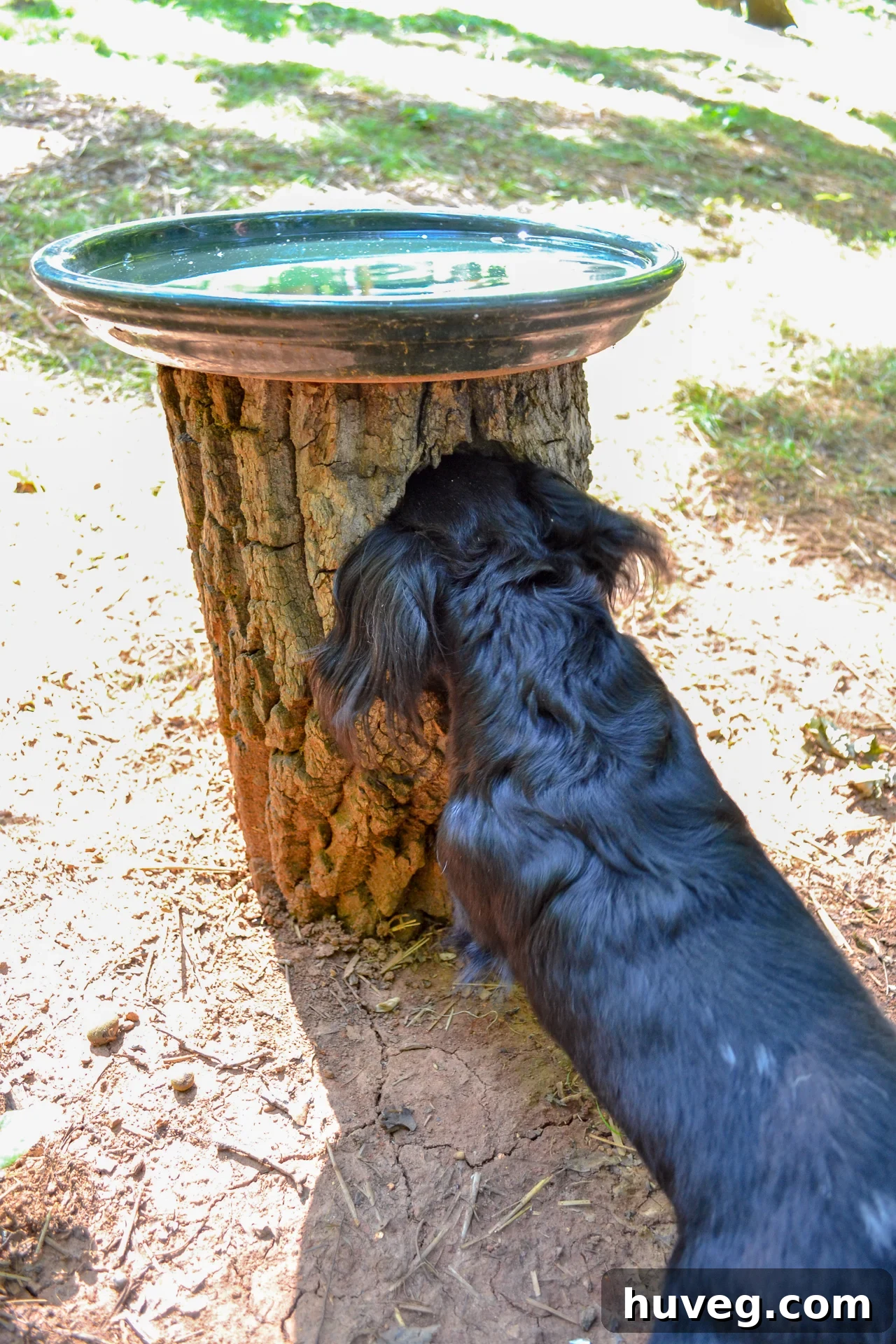 Stella, the dog, playfully investigating the hollow interior of a large tree stump on the Carter property, convinced an animal is hiding within.