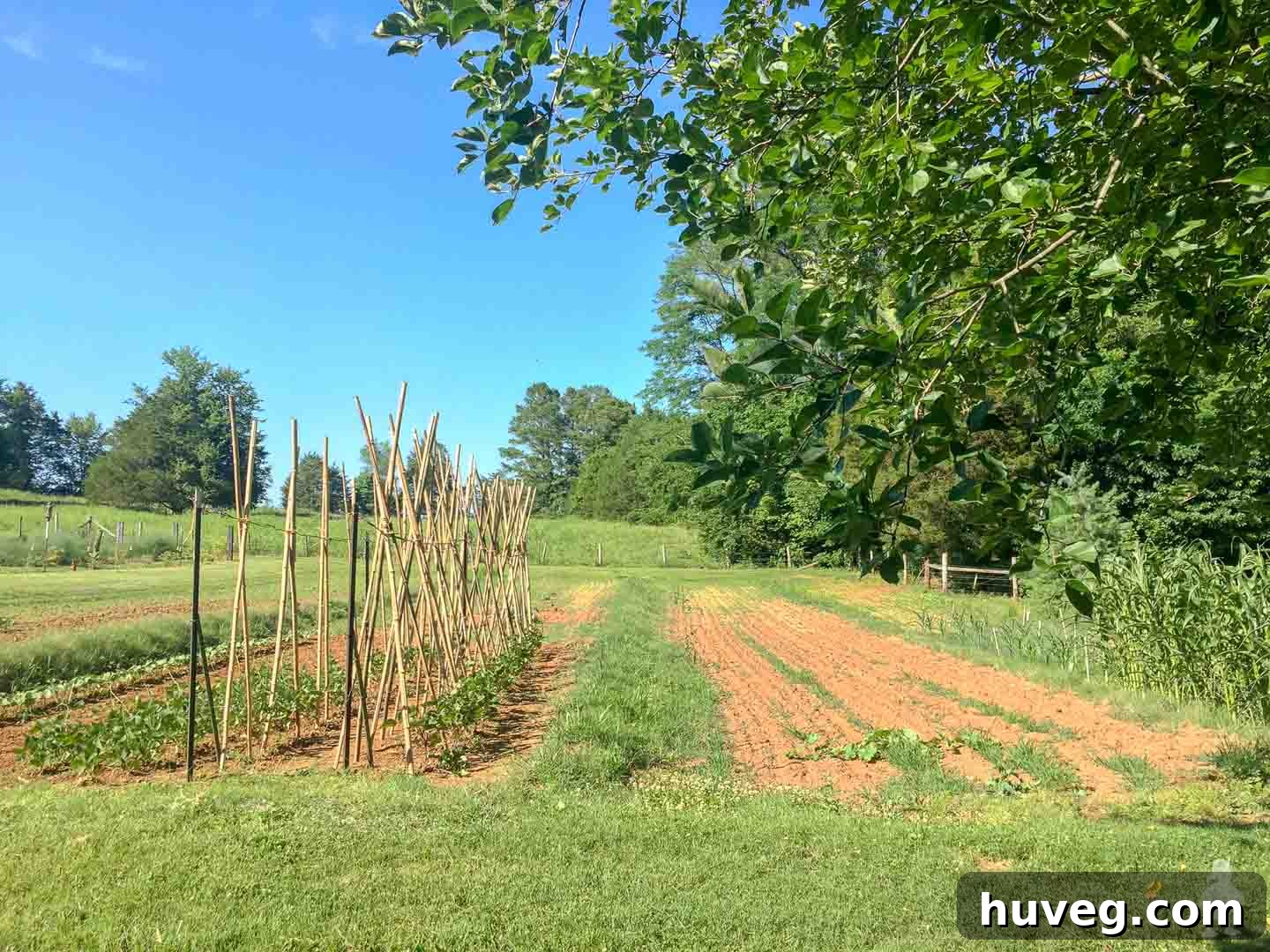 Expansive Carter farmland, featuring a much larger and more impressive garden than the author's own.