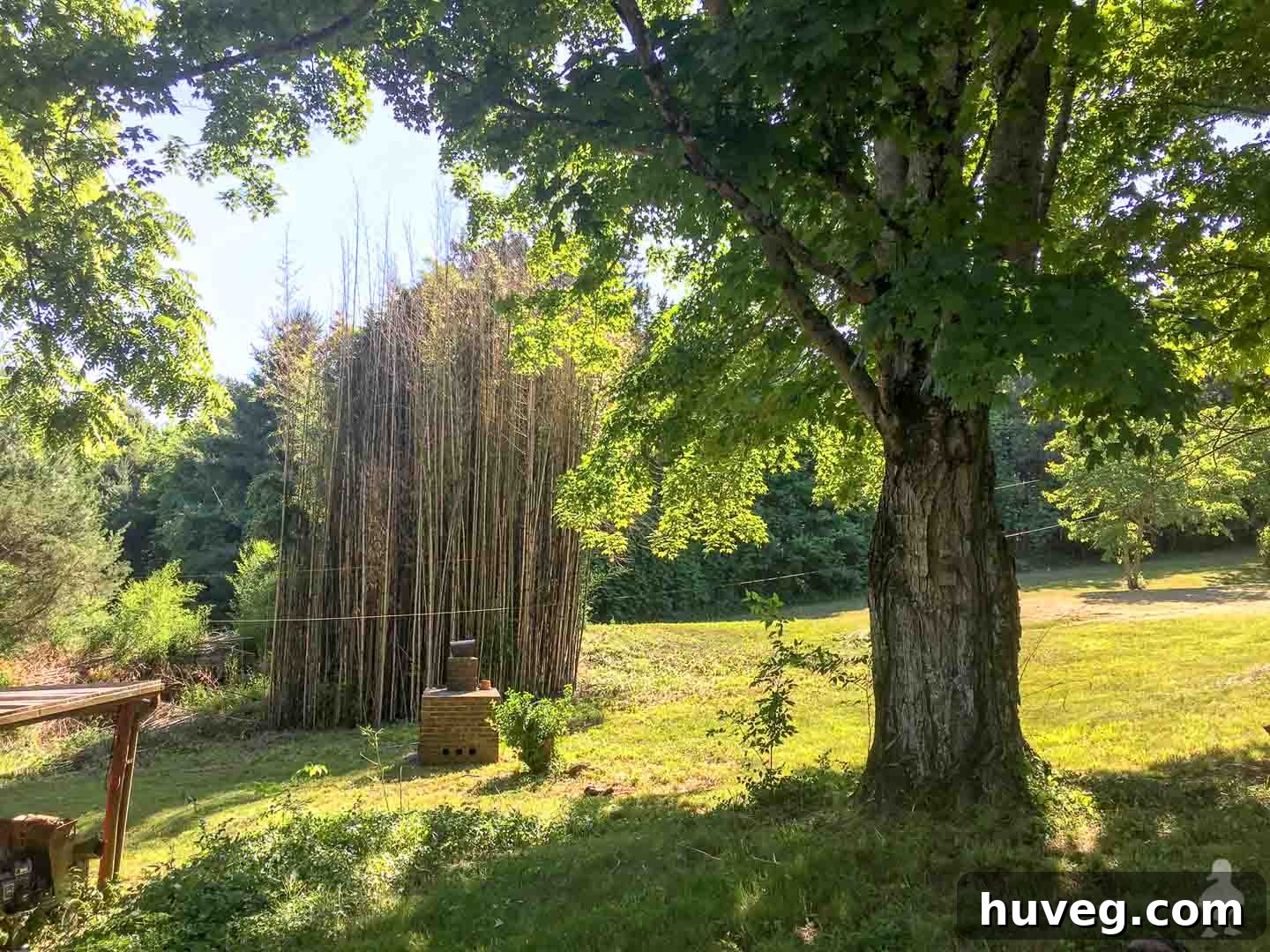 A towering stack of harvested bamboo, ready for various DIY projects around the property.