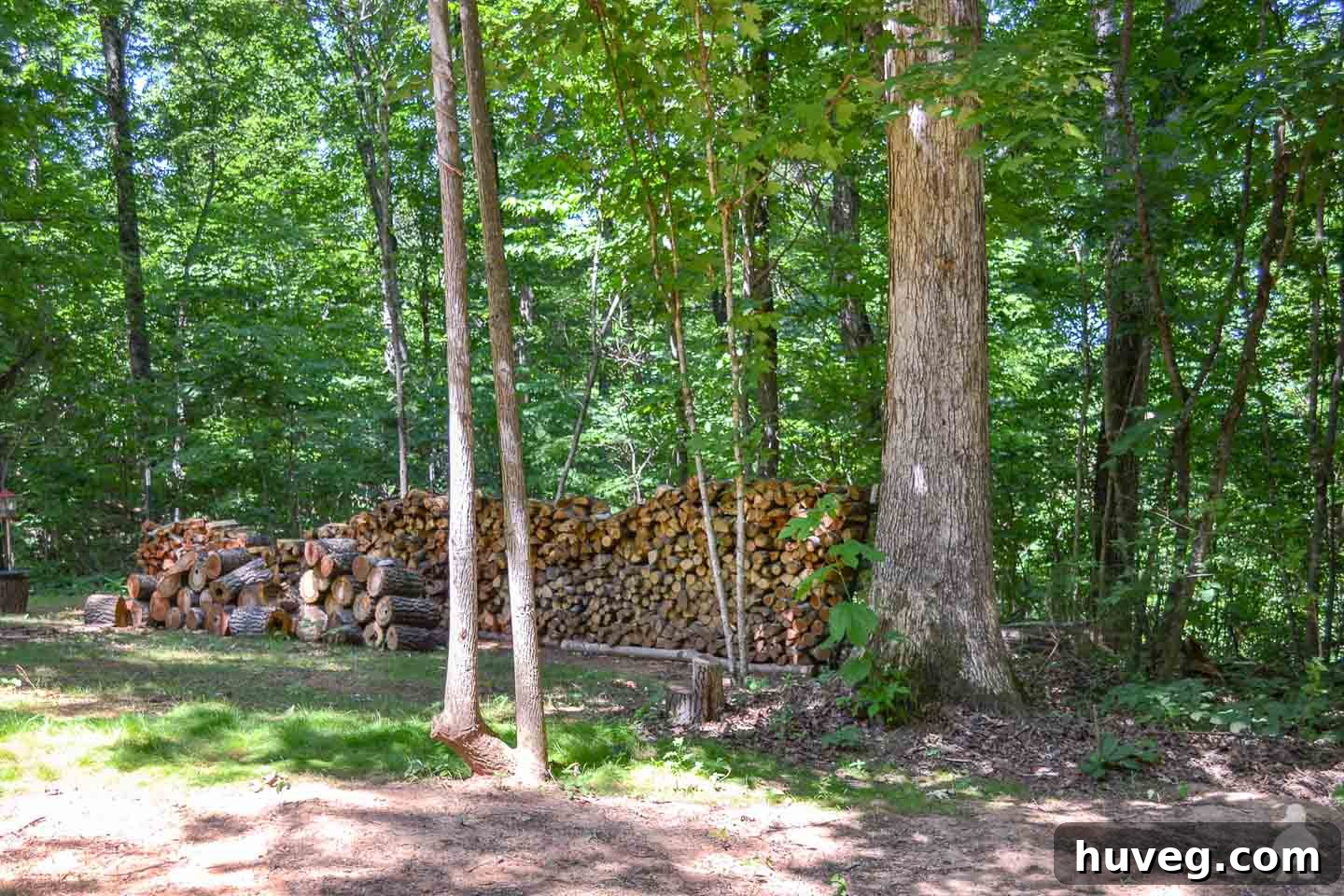 A large pile of freshly cut firewood against the backdrop of a wooded Tennessee landscape near the Carter family home.