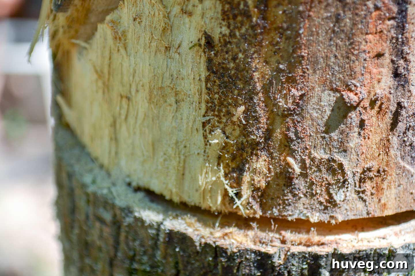 An artistic close-up of termites actively inhabiting a dead tree trunk, highlighting the reason for its removal.