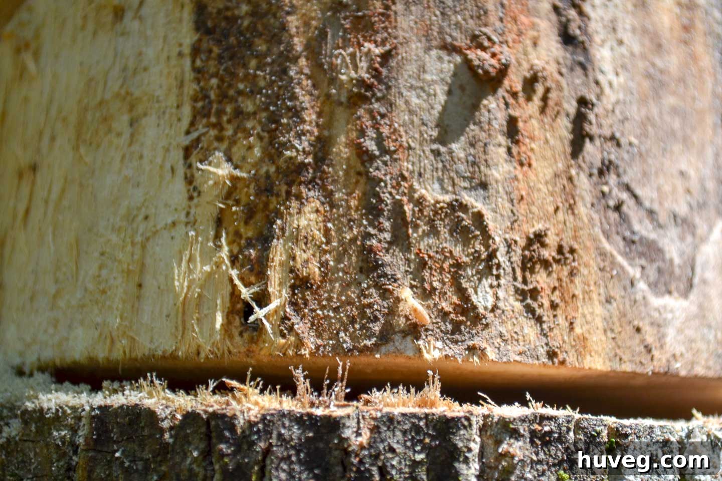 A detailed close-up showing termites just above the intended chainsaw cut line on a dead tree.
