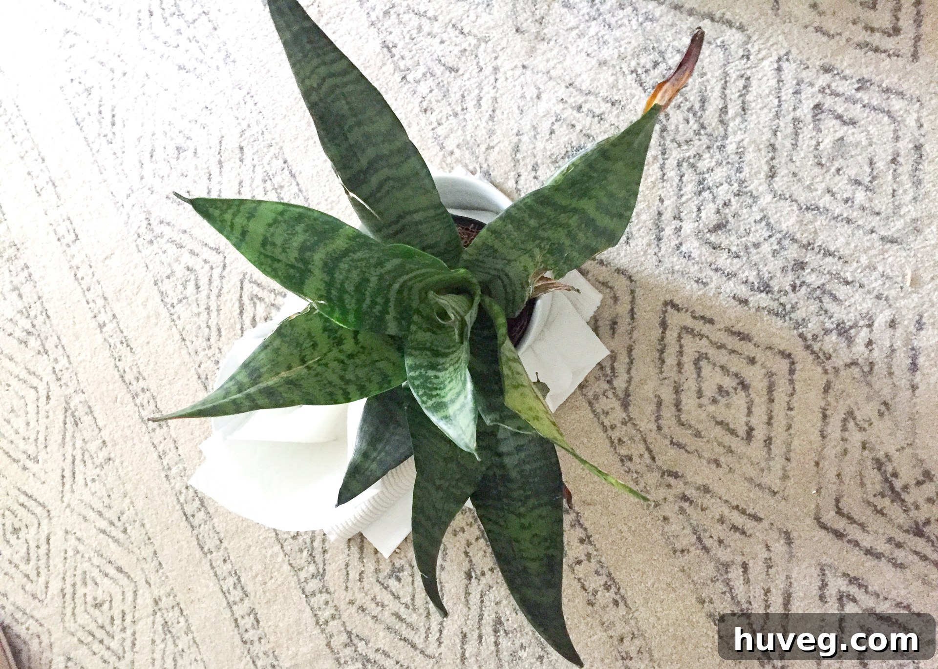 watering plant with ceiling leak
