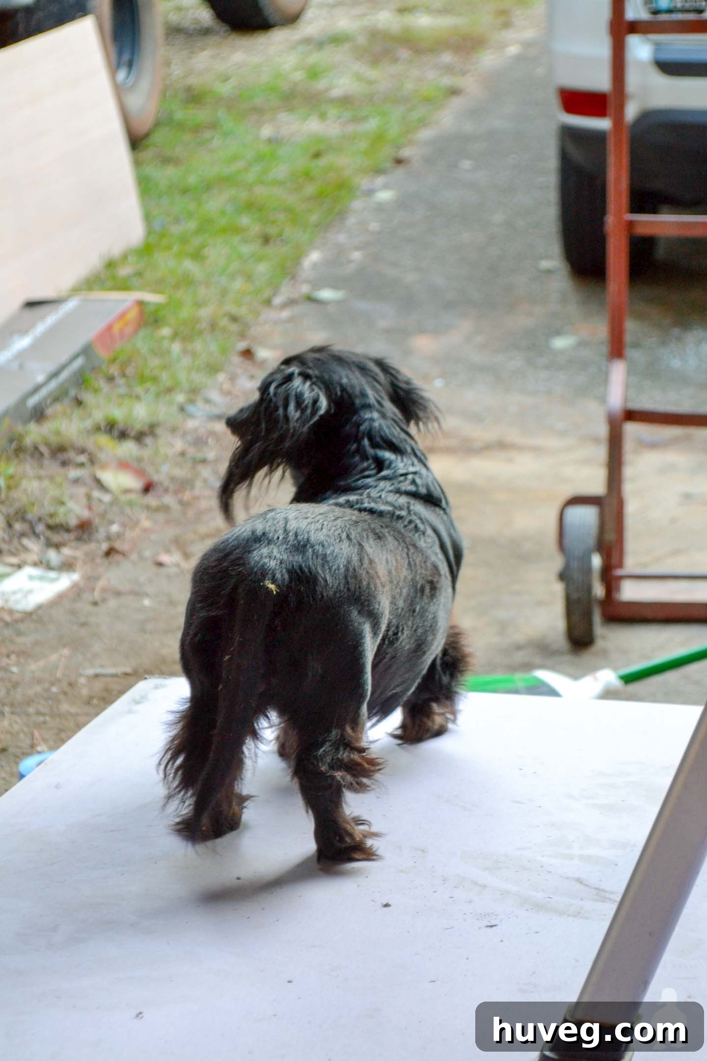 stella keeping watch on our project
